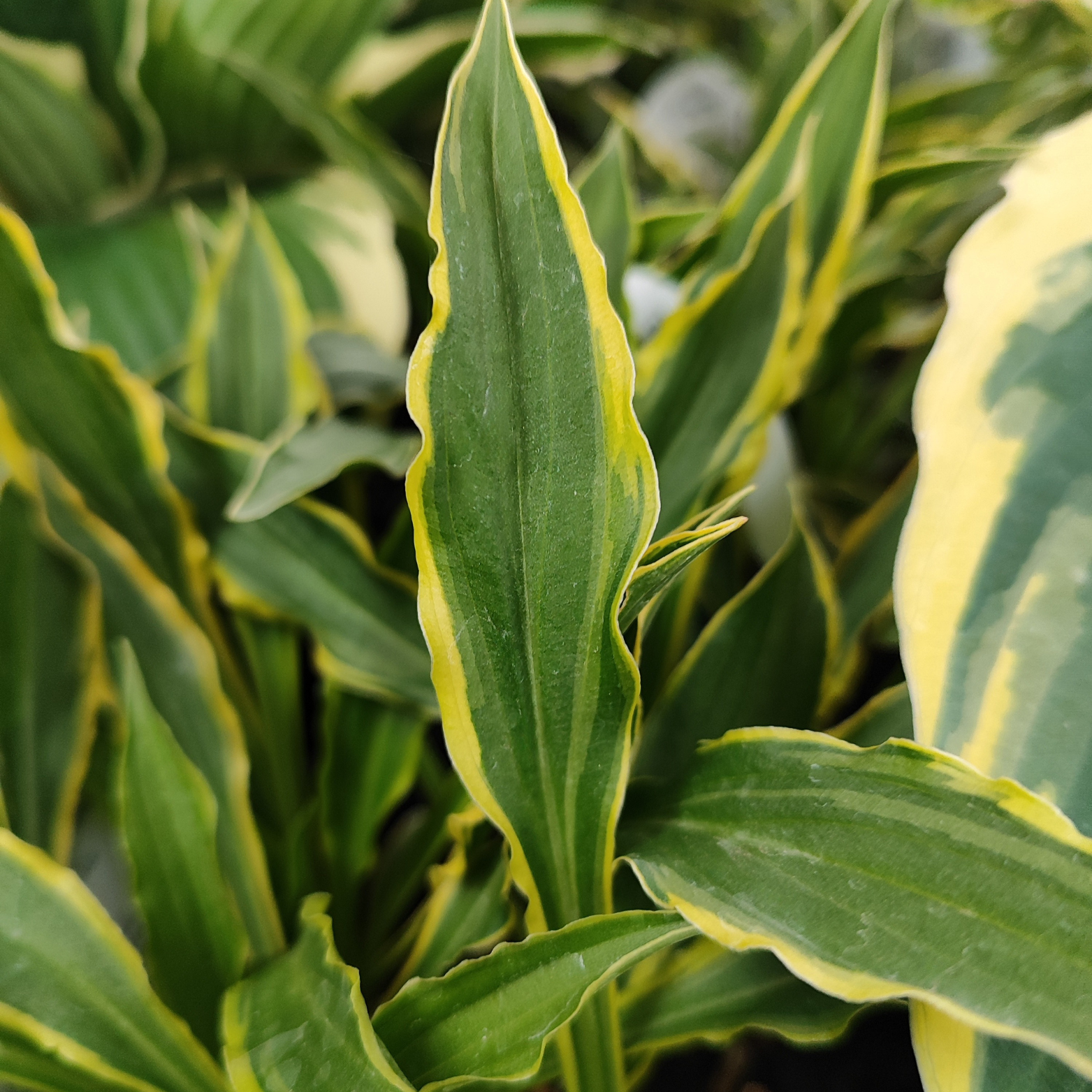 HOSTA 'Munchkin fire' Funkia