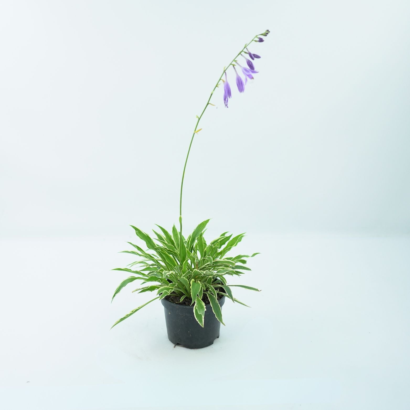 HOSTA 'STILETTO' Funkia