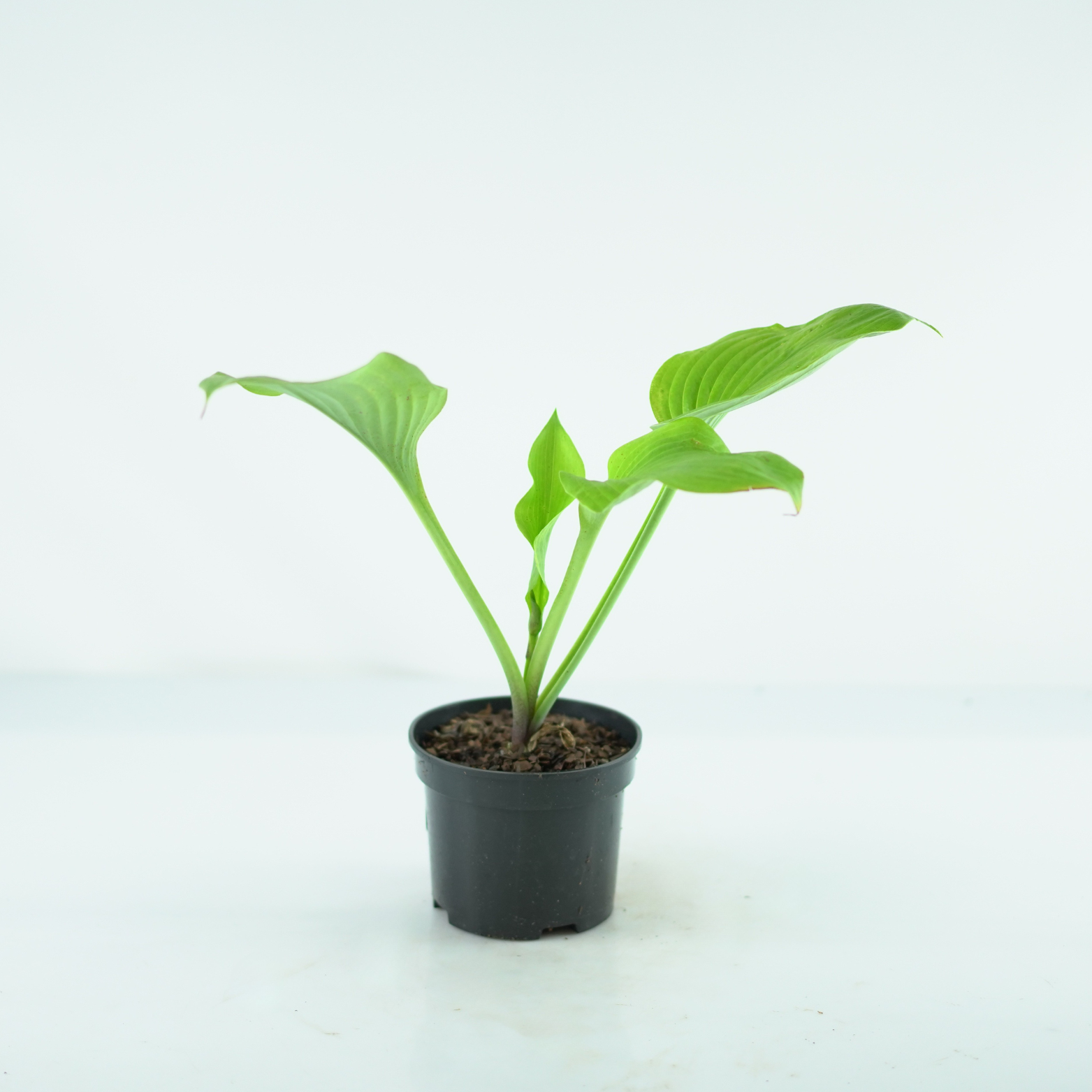 HOSTA 'SUM AND SUBSTANCE' Funkia