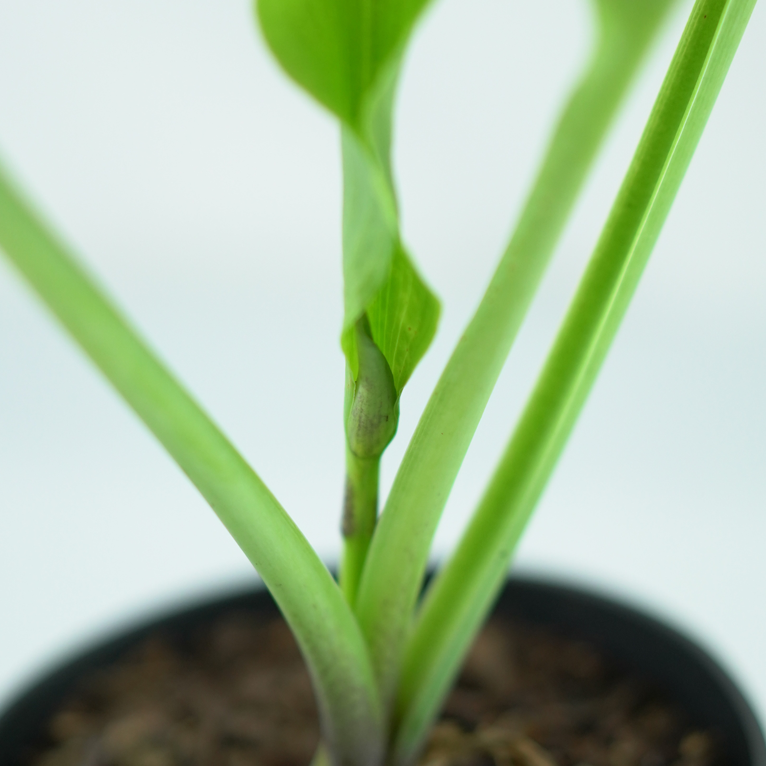 HOSTA 'SUM AND SUBSTANCE' Funkia
