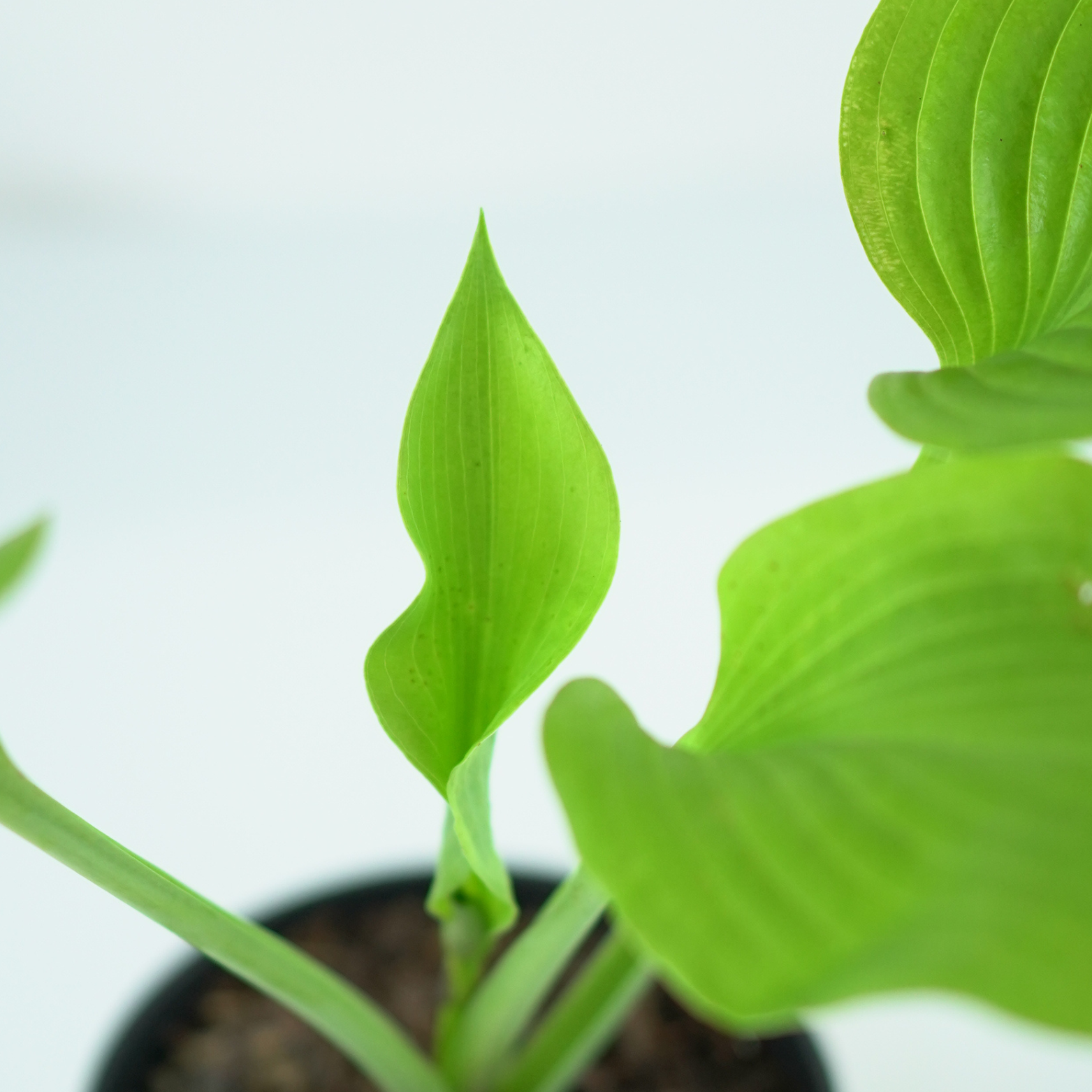HOSTA 'SUM AND SUBSTANCE' Funkia