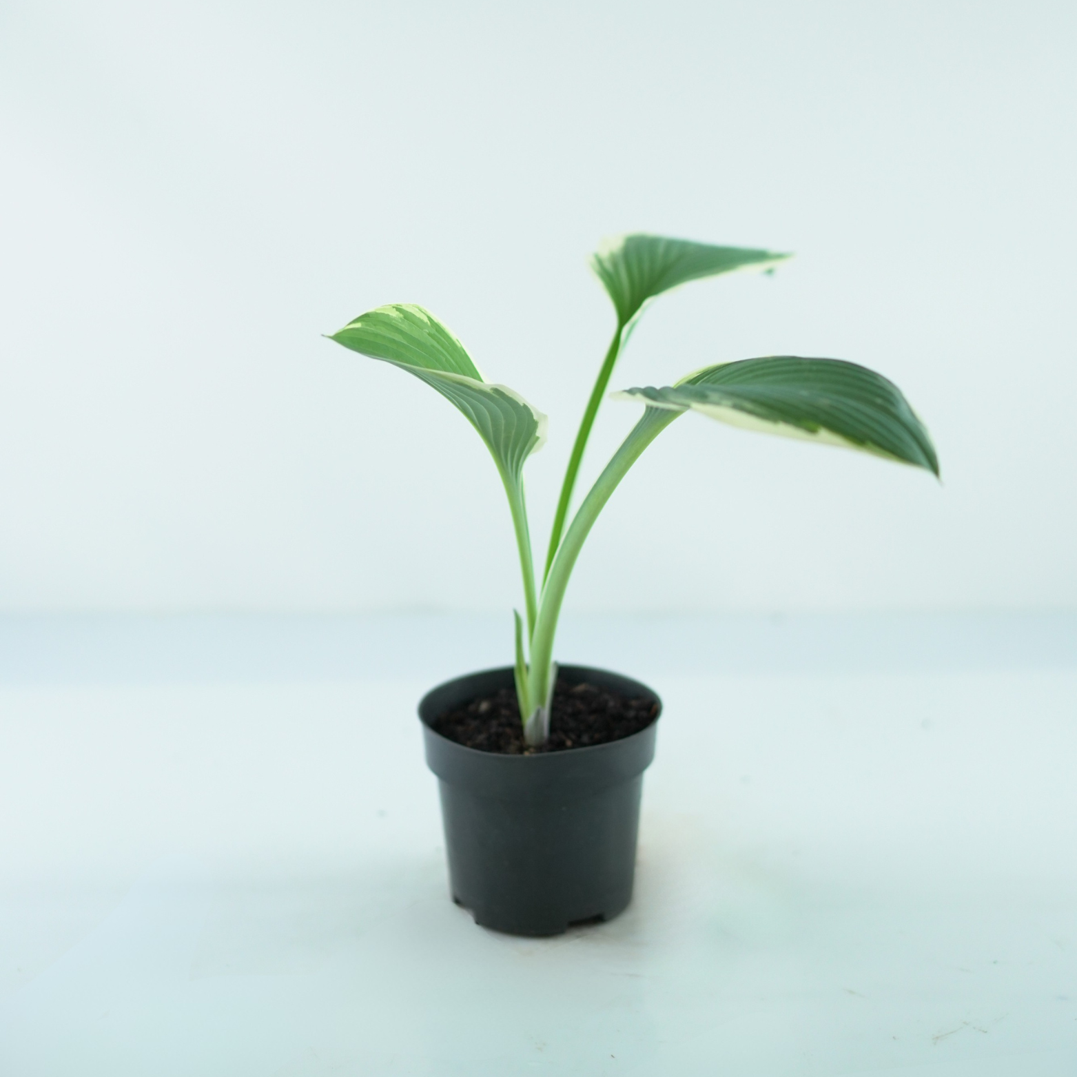 HOSTA 'TOM SCHMID' Funkia