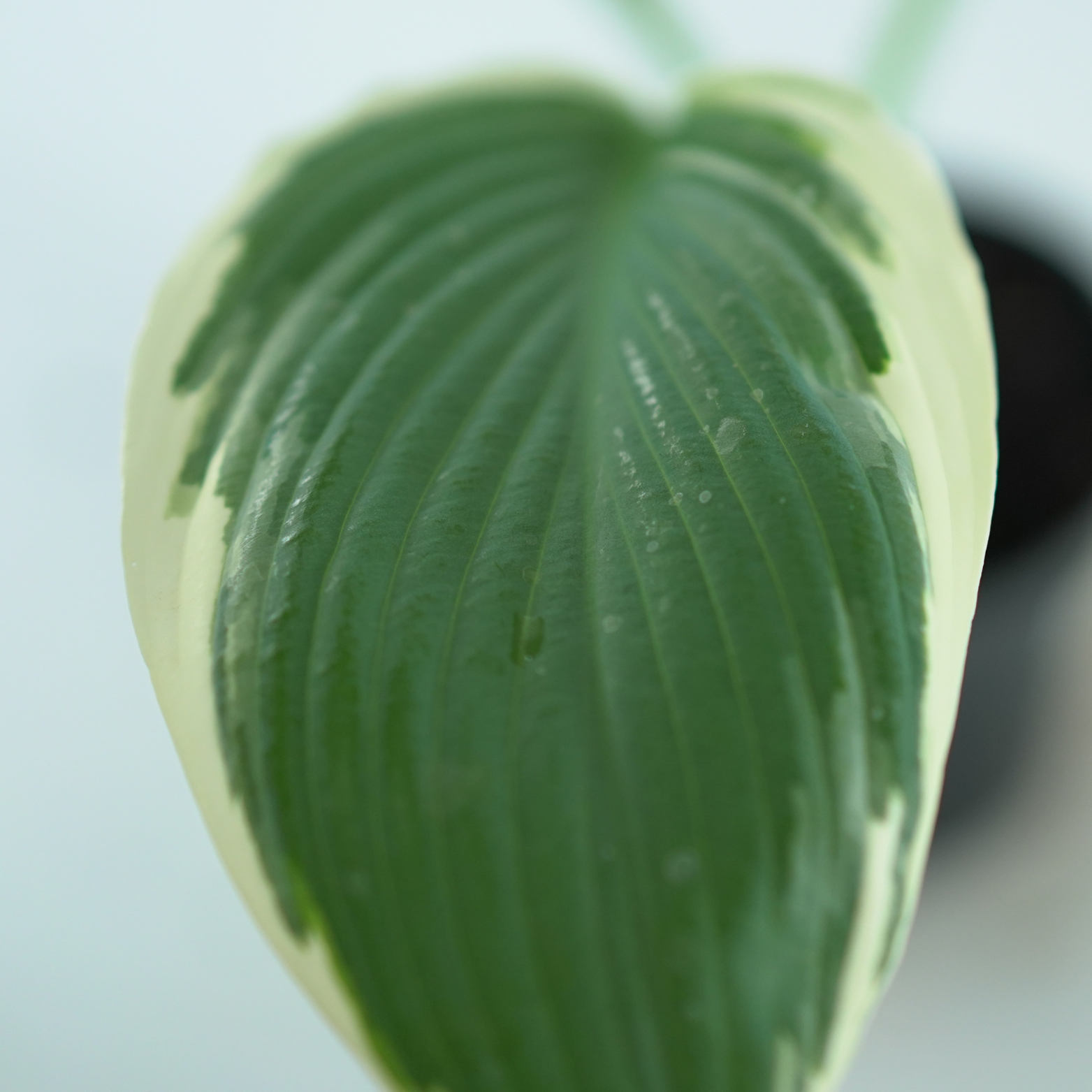 HOSTA 'TOM SCHMID' Funkia