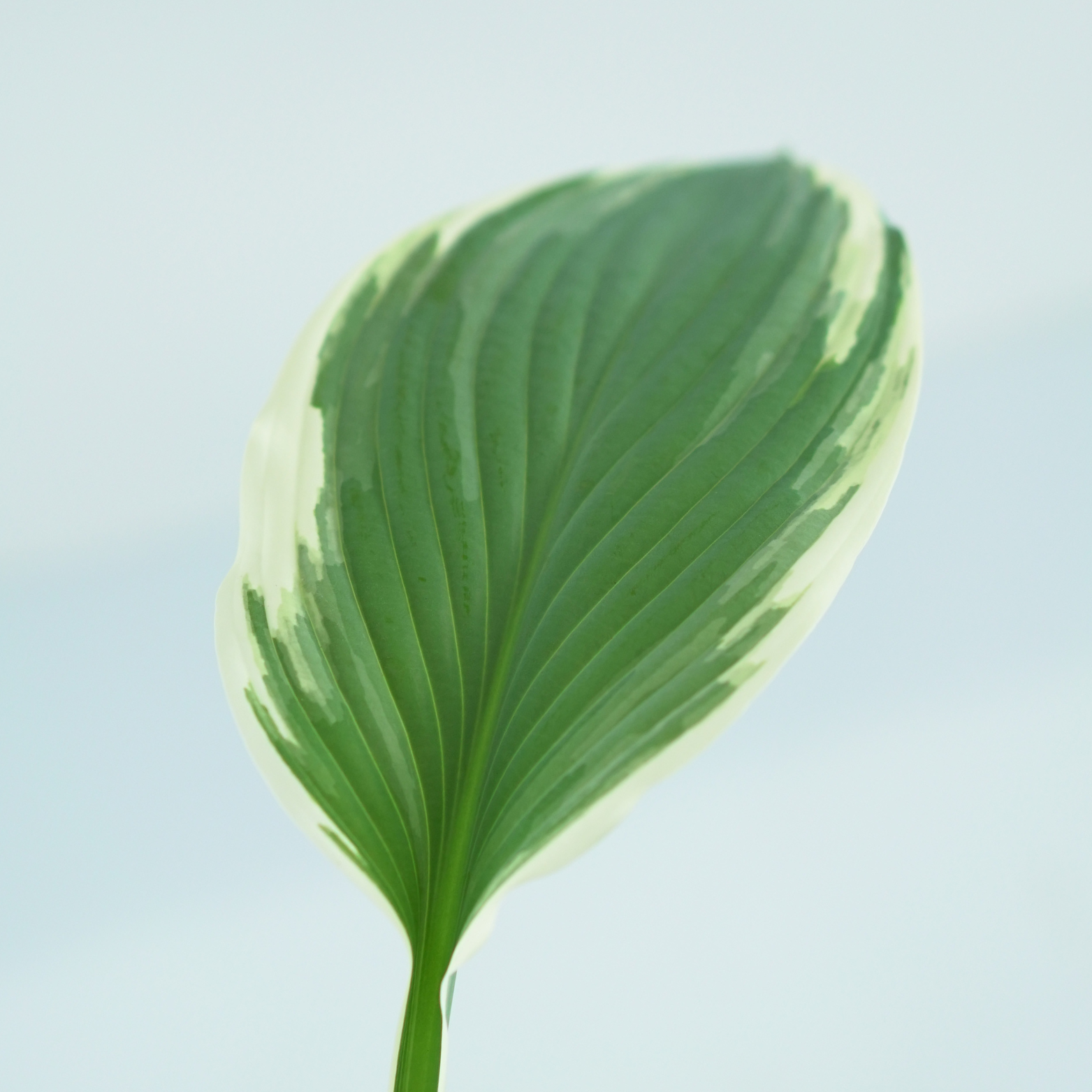 HOSTA 'TOM SCHMID' Funkia