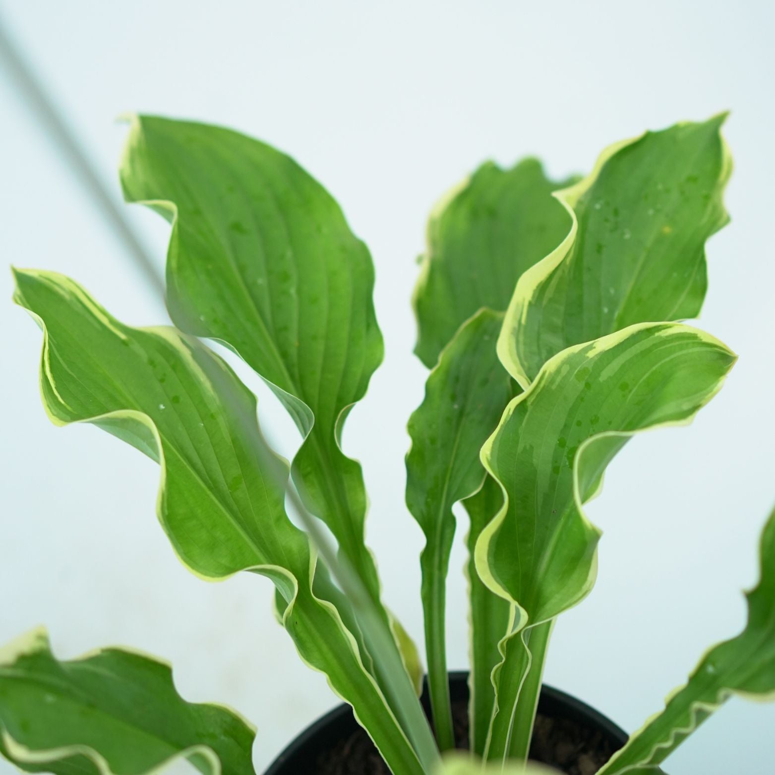HOSTA 'WHEEE' Funkia