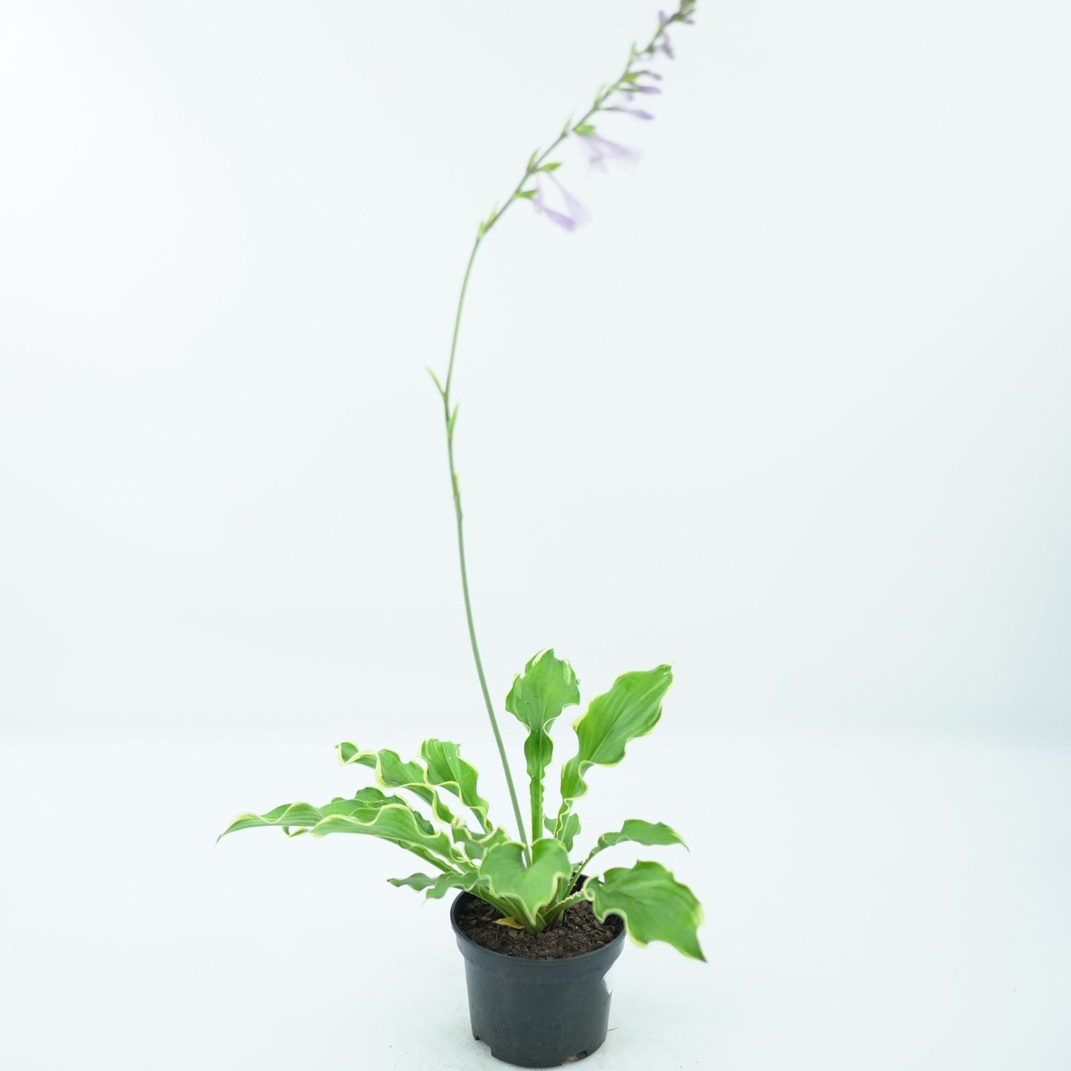 HOSTA 'WHEEE' Funkia