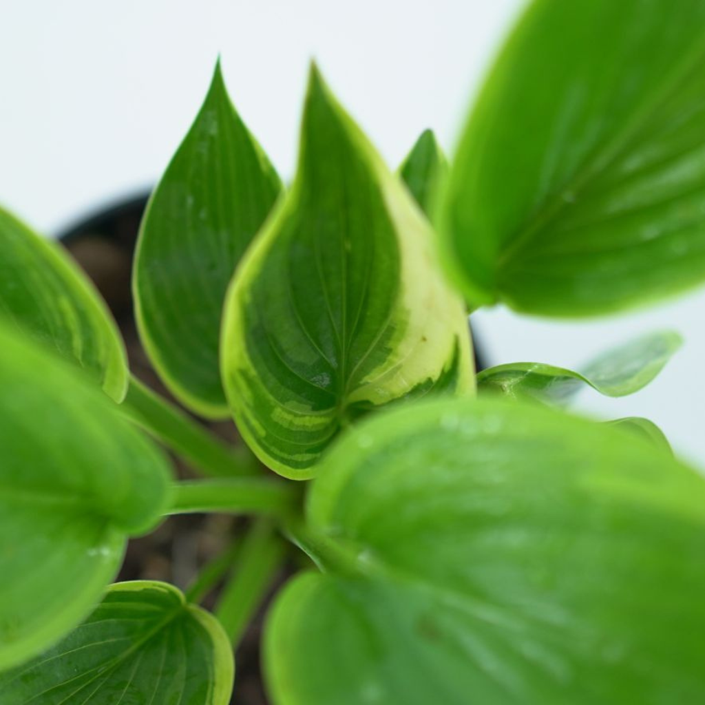 HOSTA 'WU-LA-LA' Funkia