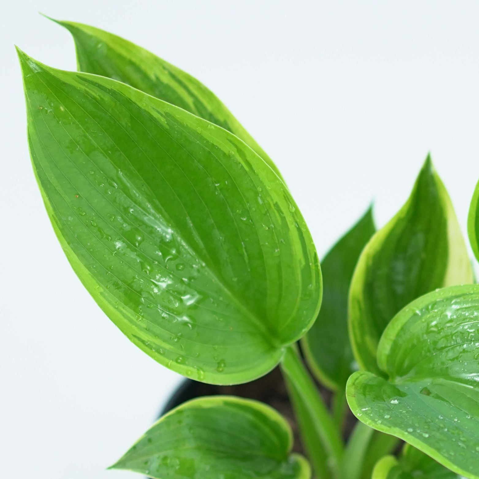 HOSTA 'WU-LA-LA' Funkia