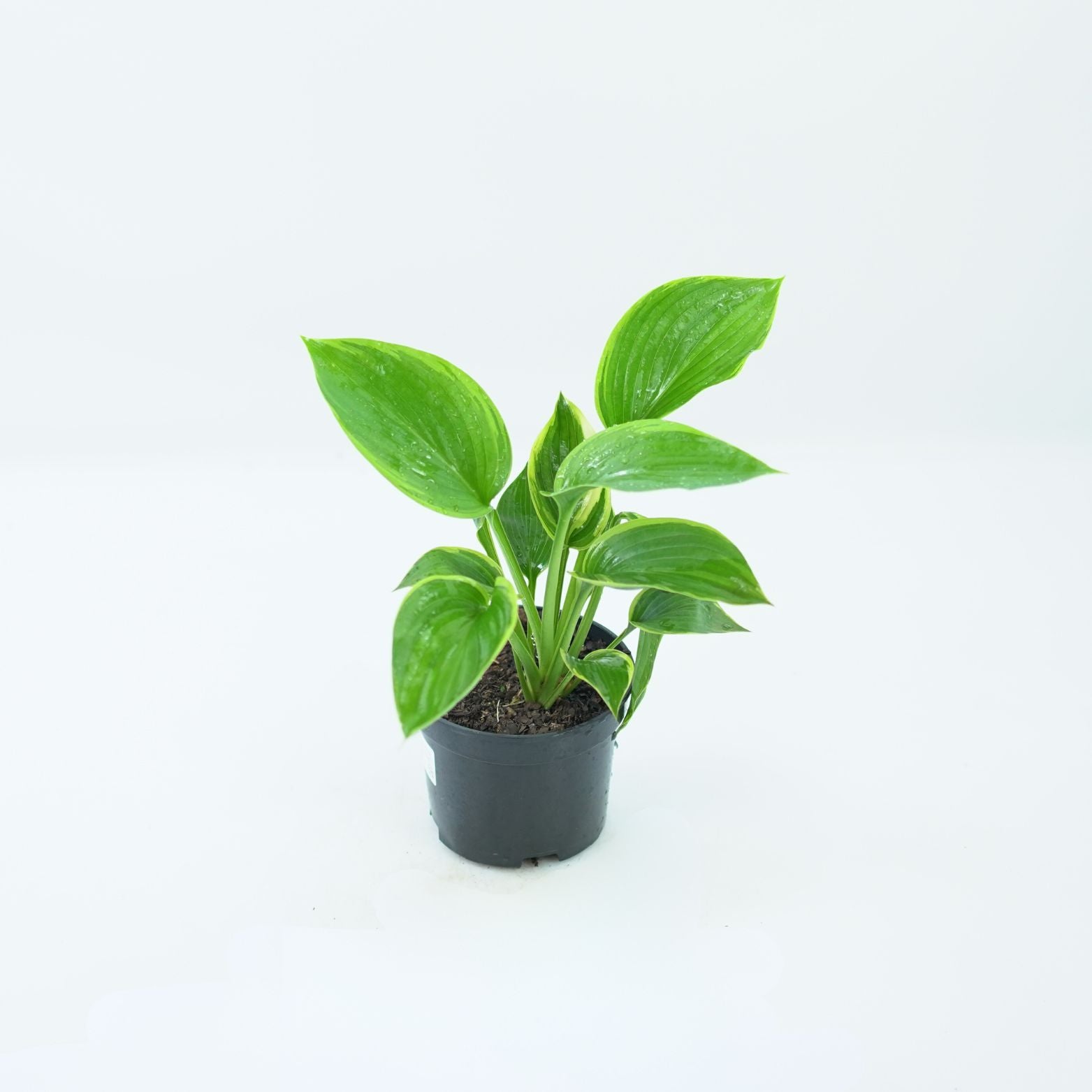 HOSTA 'WU-LA-LA' Funkia