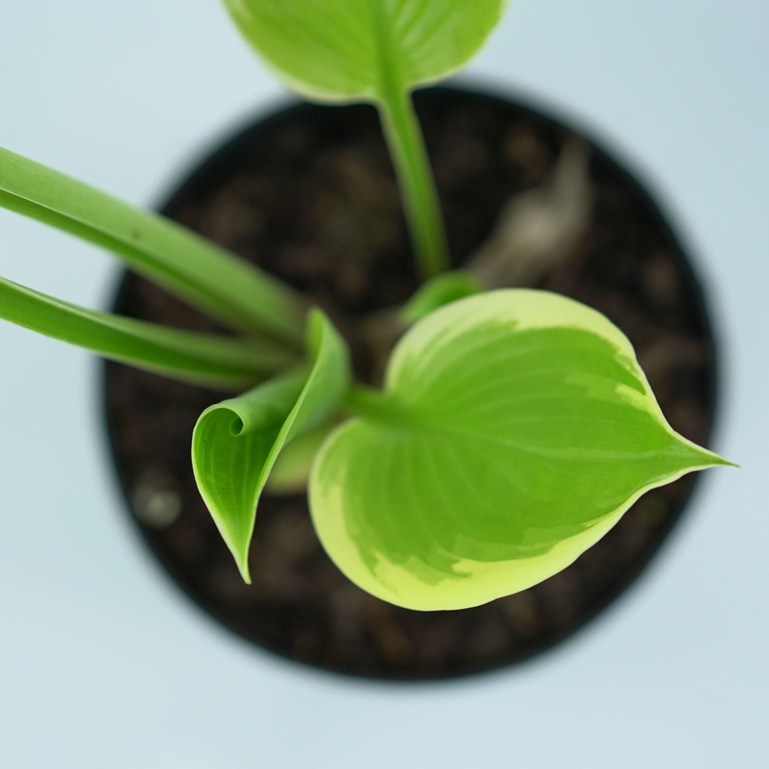 HOSTA 'Winter snow' Funkia