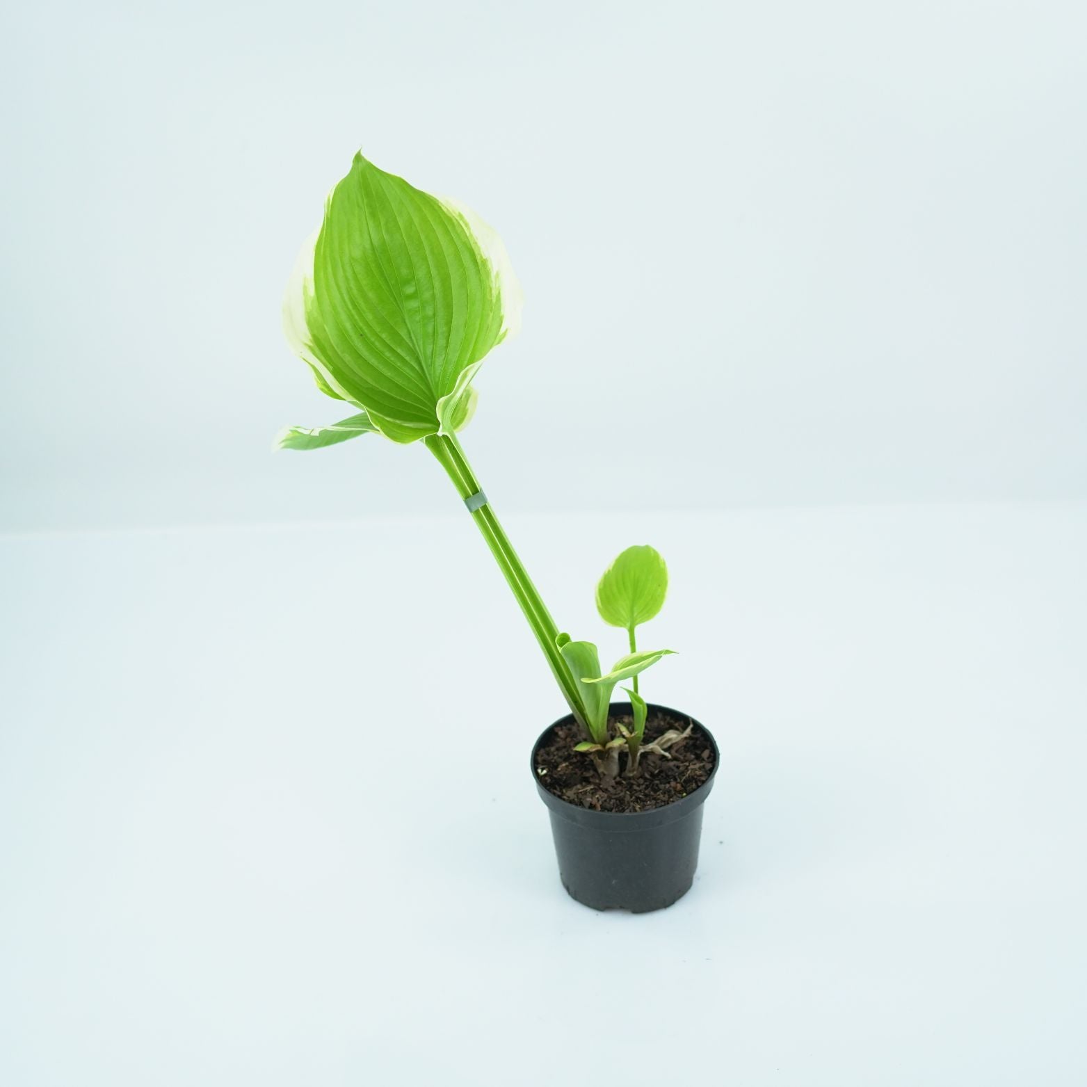 HOSTA 'Winter snow' Funkia