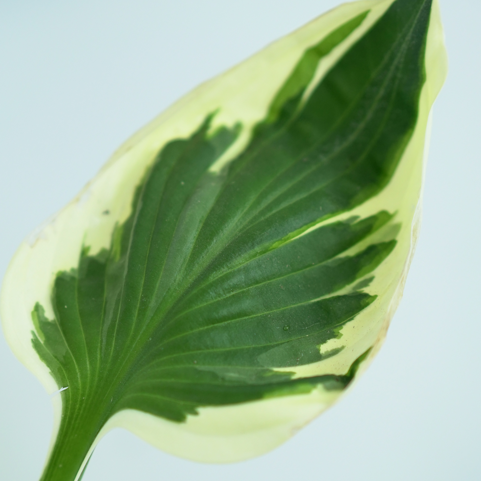 HOSTA 'PATRIOT' Funkia