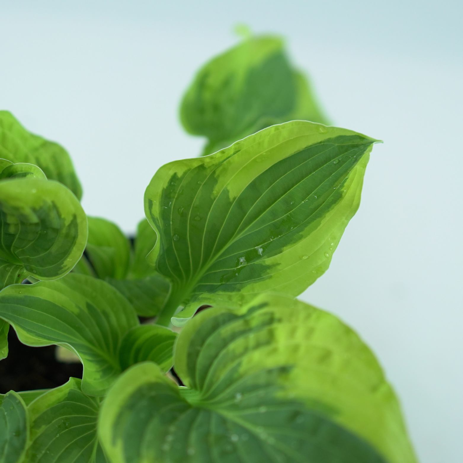 HOSTA 'WIDE BRIM' Funkia