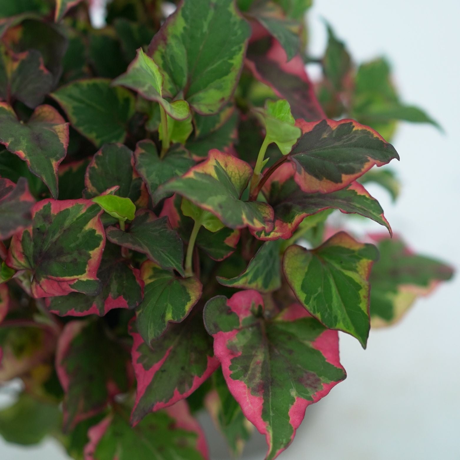 HOUTTUYNIA CORDATA 'CHAMELEON' Pstrolistka sercowata