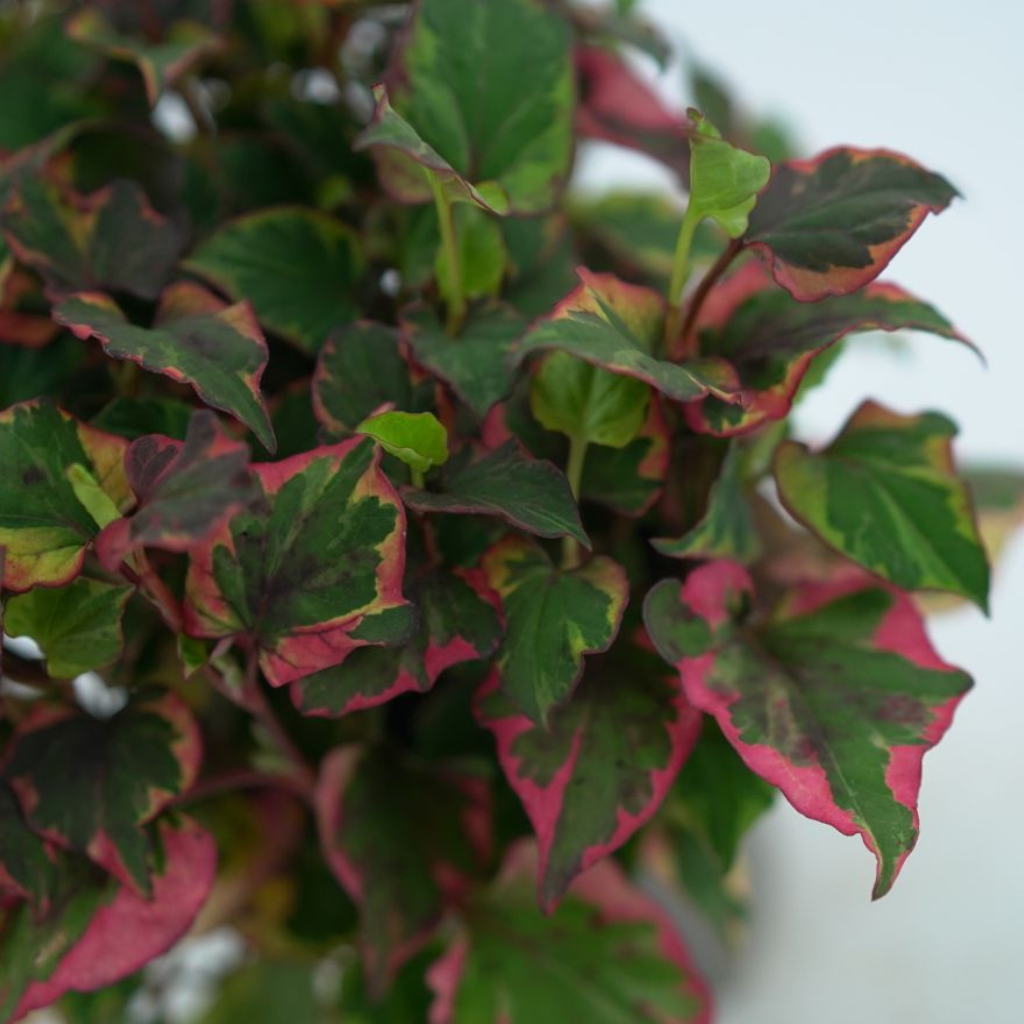 HOUTTUYNIA CORDATA 'CHAMELEON' Pstrolistka sercowata