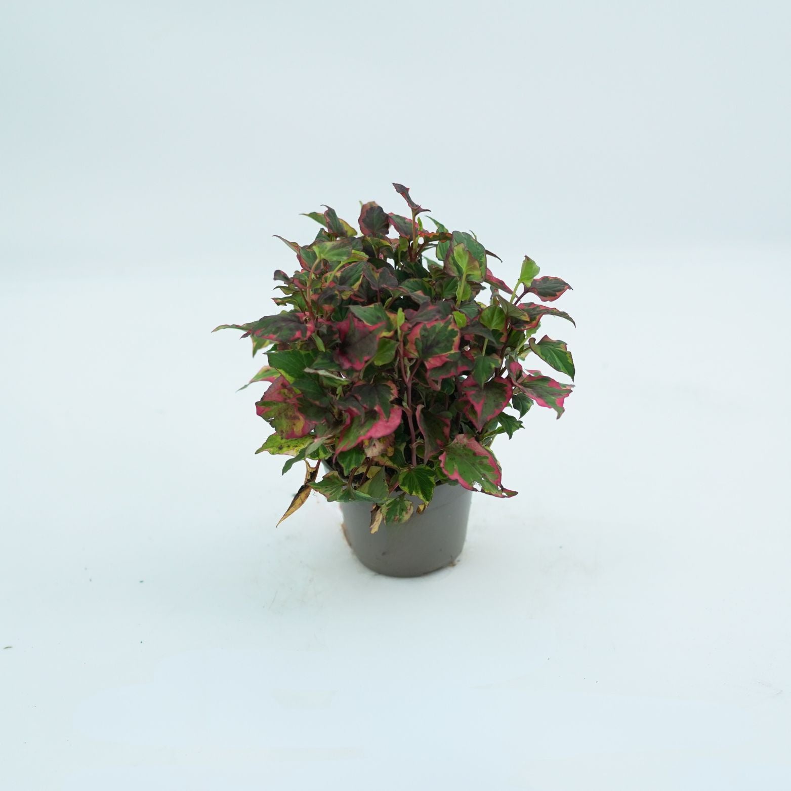 HOUTTUYNIA CORDATA 'CHAMELEON' Pstrolistka sercowata