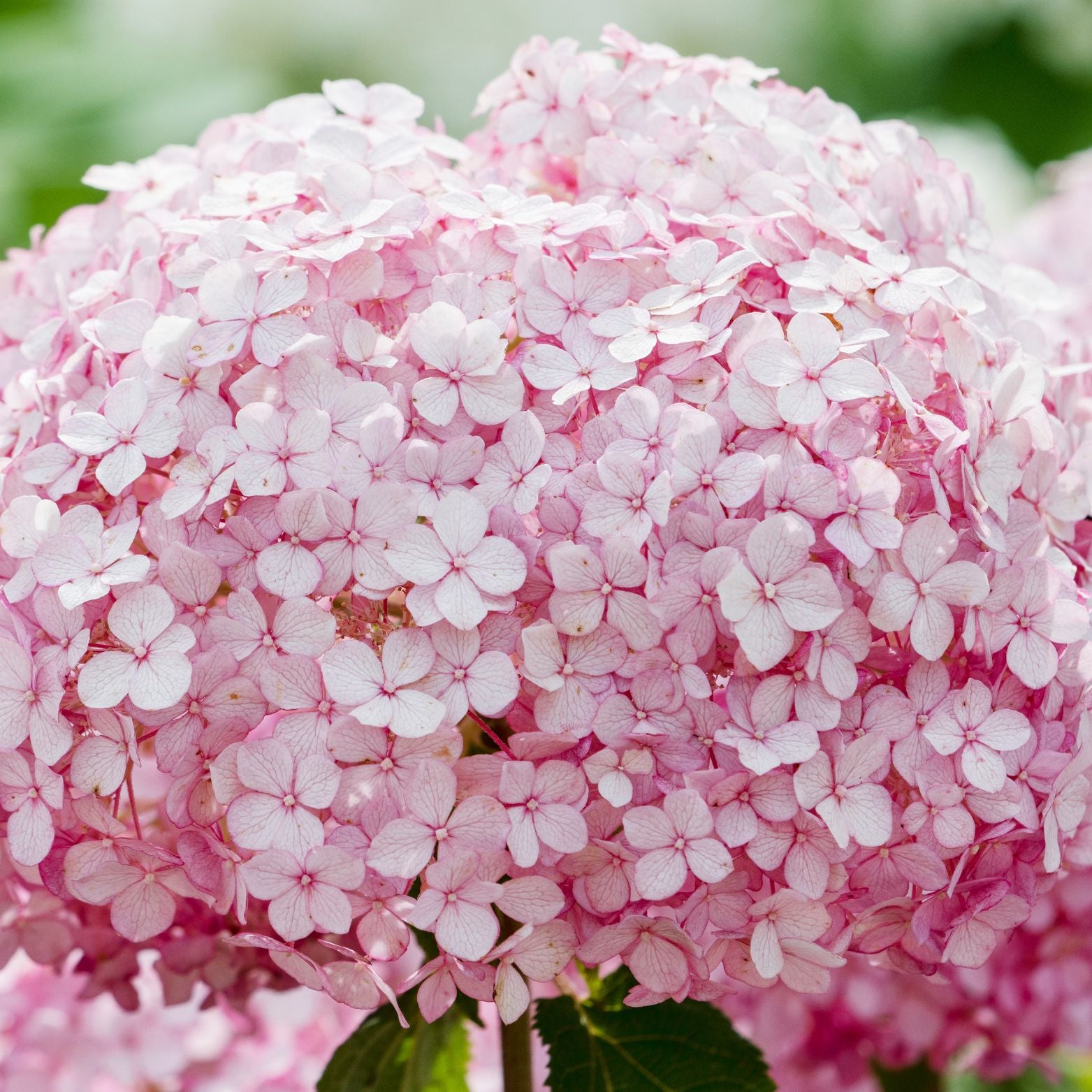 HYDRANGEA ARBORESCENS 'Candybelle'