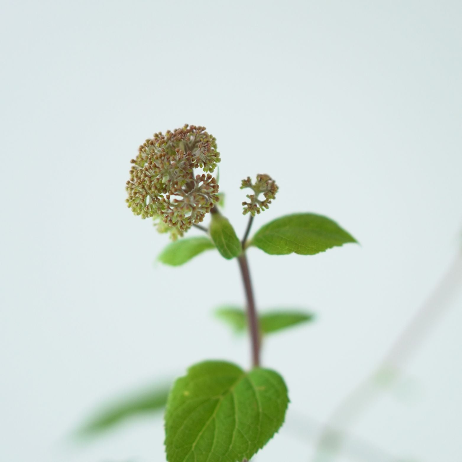 HYDRANGEA ARBORESCENS 'Sweet Annabelle' 