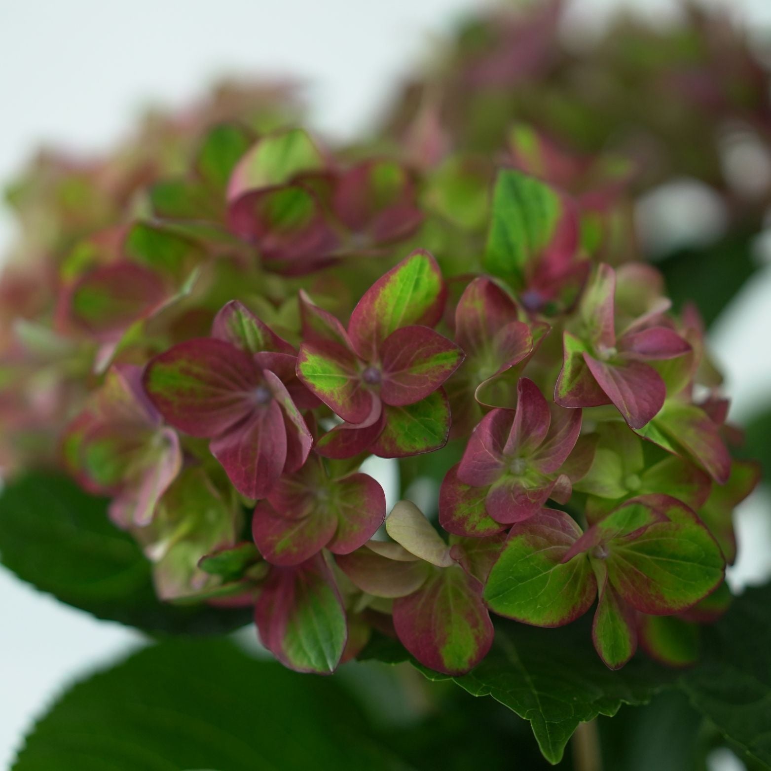 HYDRANGEA MACROPHYLLA 'Rembrandt Rosso Glory' Hortensja ogrodowa