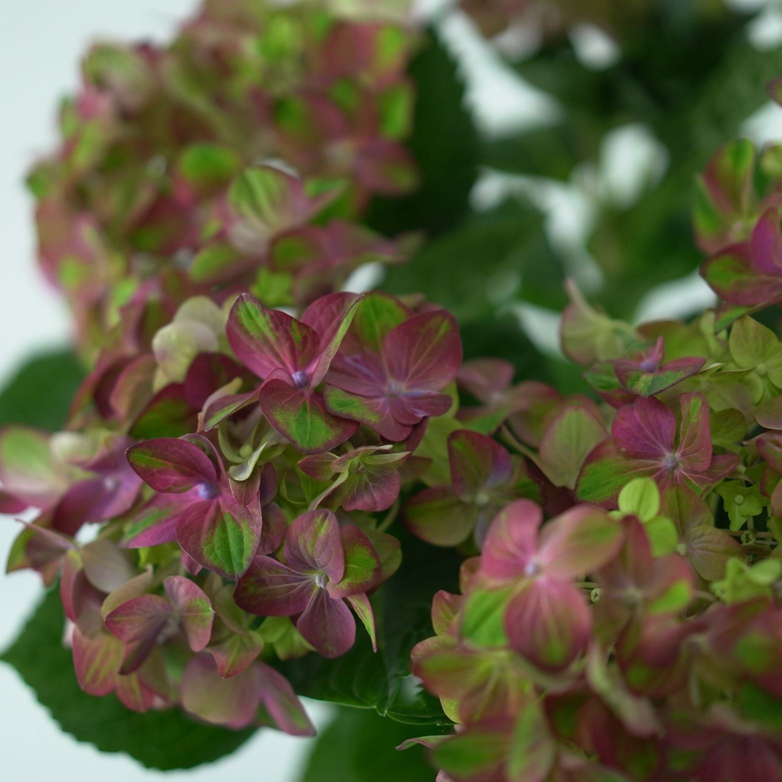 HYDRANGEA MACROPHYLLA 'Rembrandt Rosso Glory' Hortensja ogrodowa