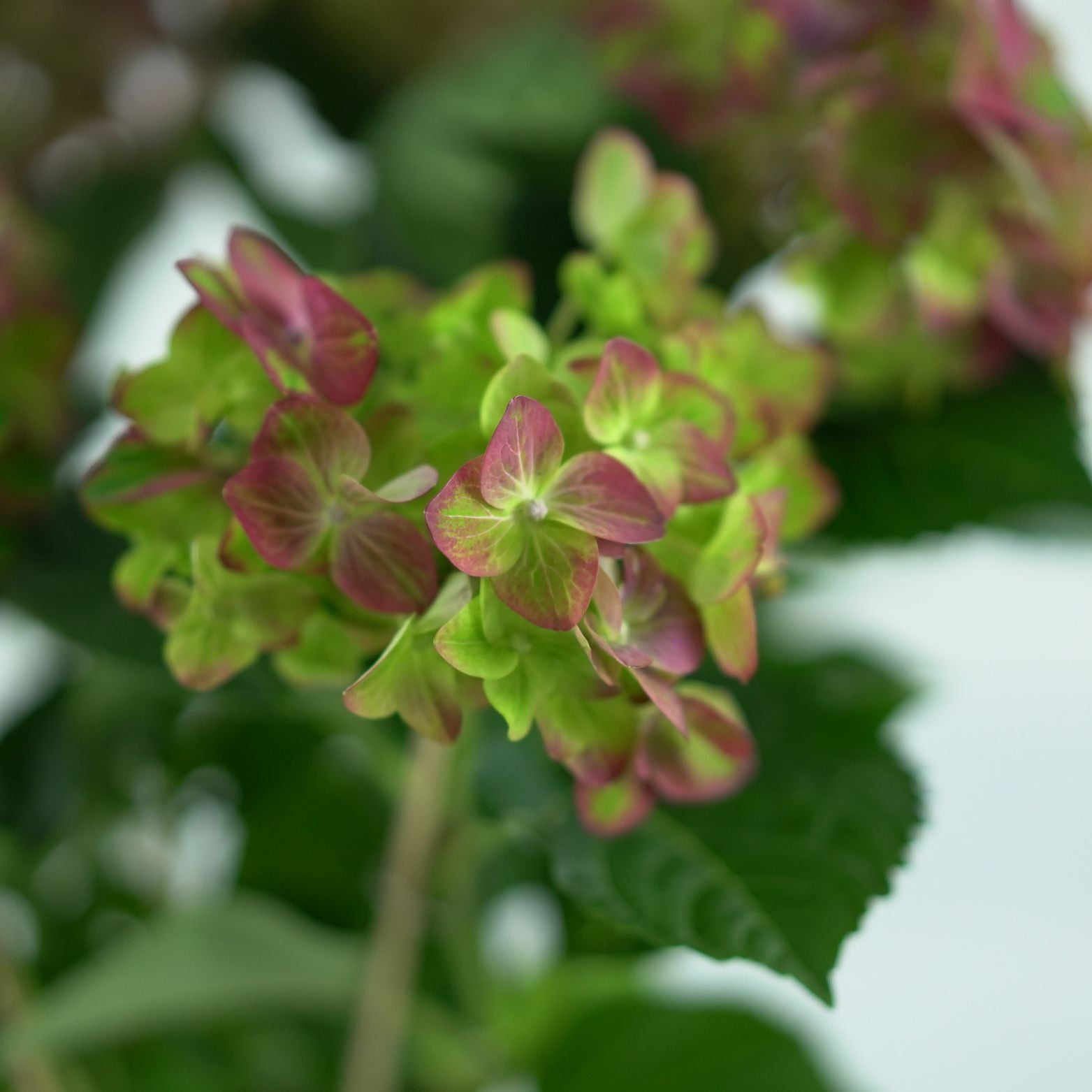 HYDRANGEA MACROPHYLLA 'Rembrandt Rosso Glory' Hortensja ogrodowa