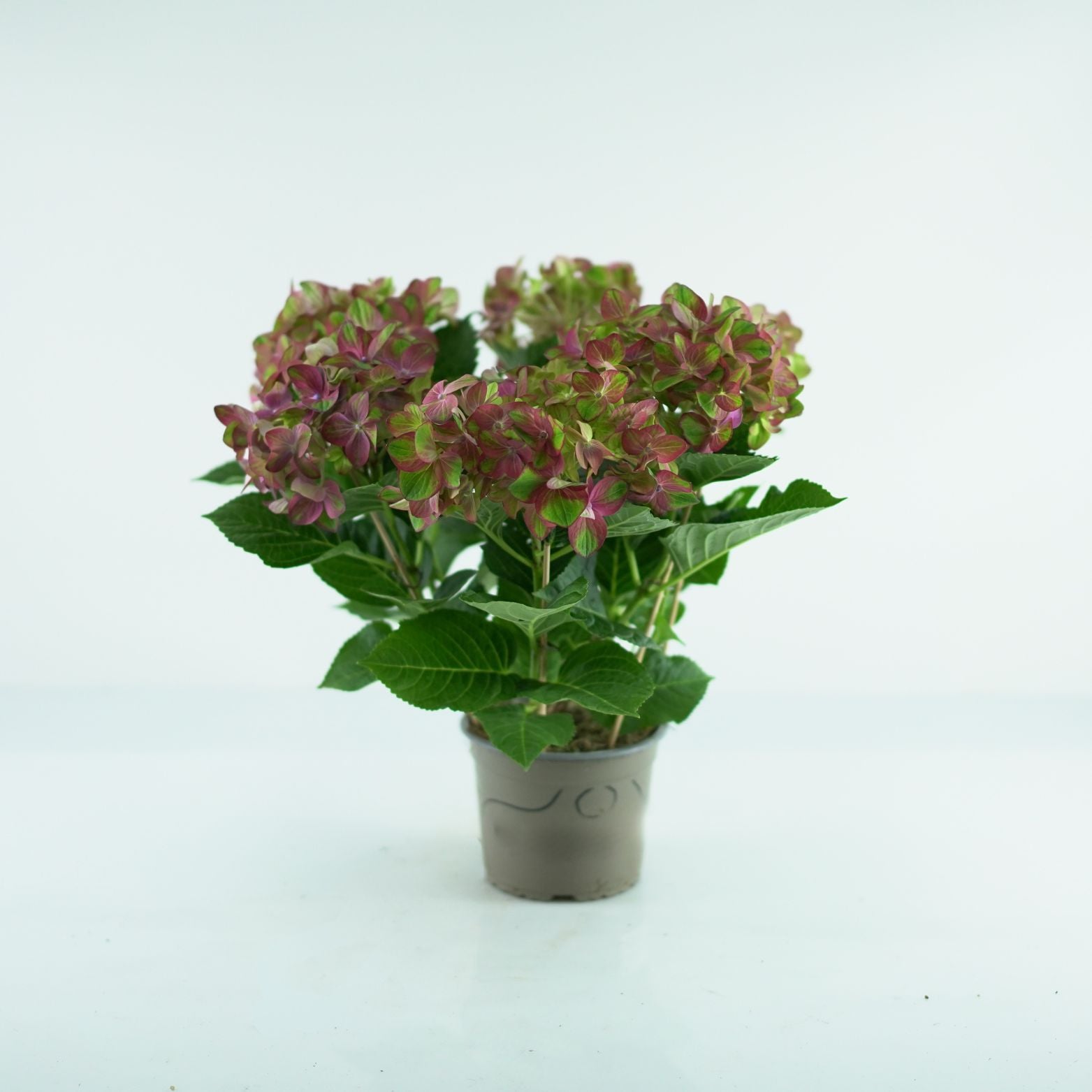 HYDRANGEA MACROPHYLLA 'Rembrandt Rosso Glory' Hortensja ogrodowa