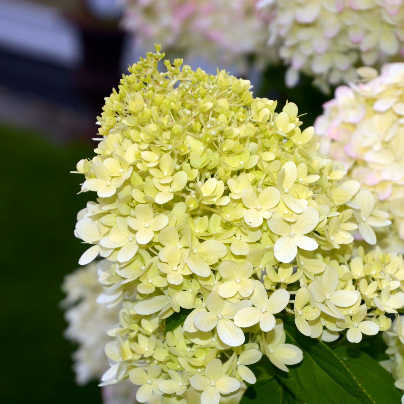 HYDRANGEA PANICULATA 'LIMELIGHT' 