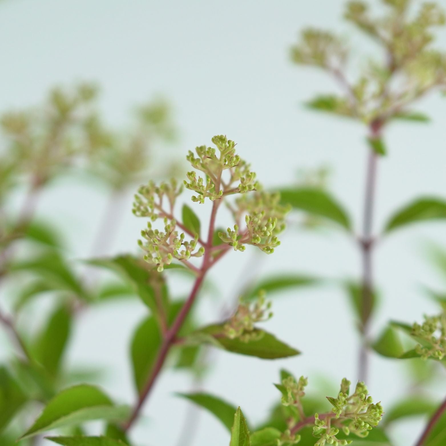 HYDRANGEA PANICULATA 'Petite Flori'