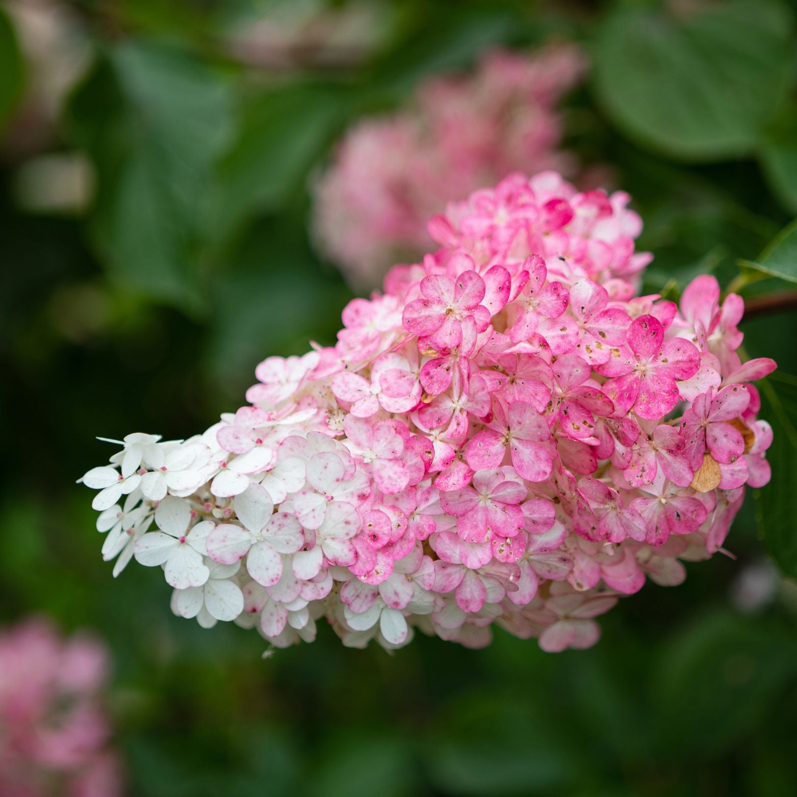 HYDRANGEA PANICULATA 'Petite Flori'