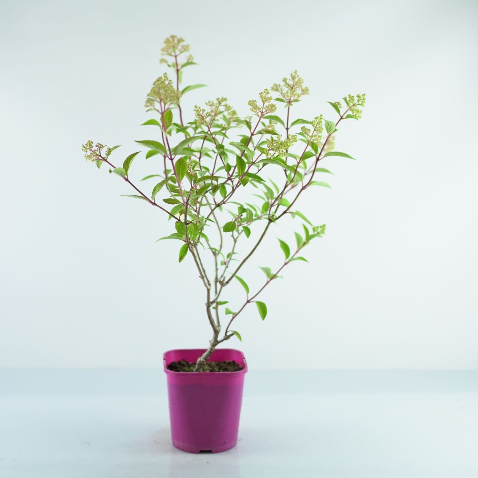 HYDRANGEA PANICULATA 'Petite Flori'
