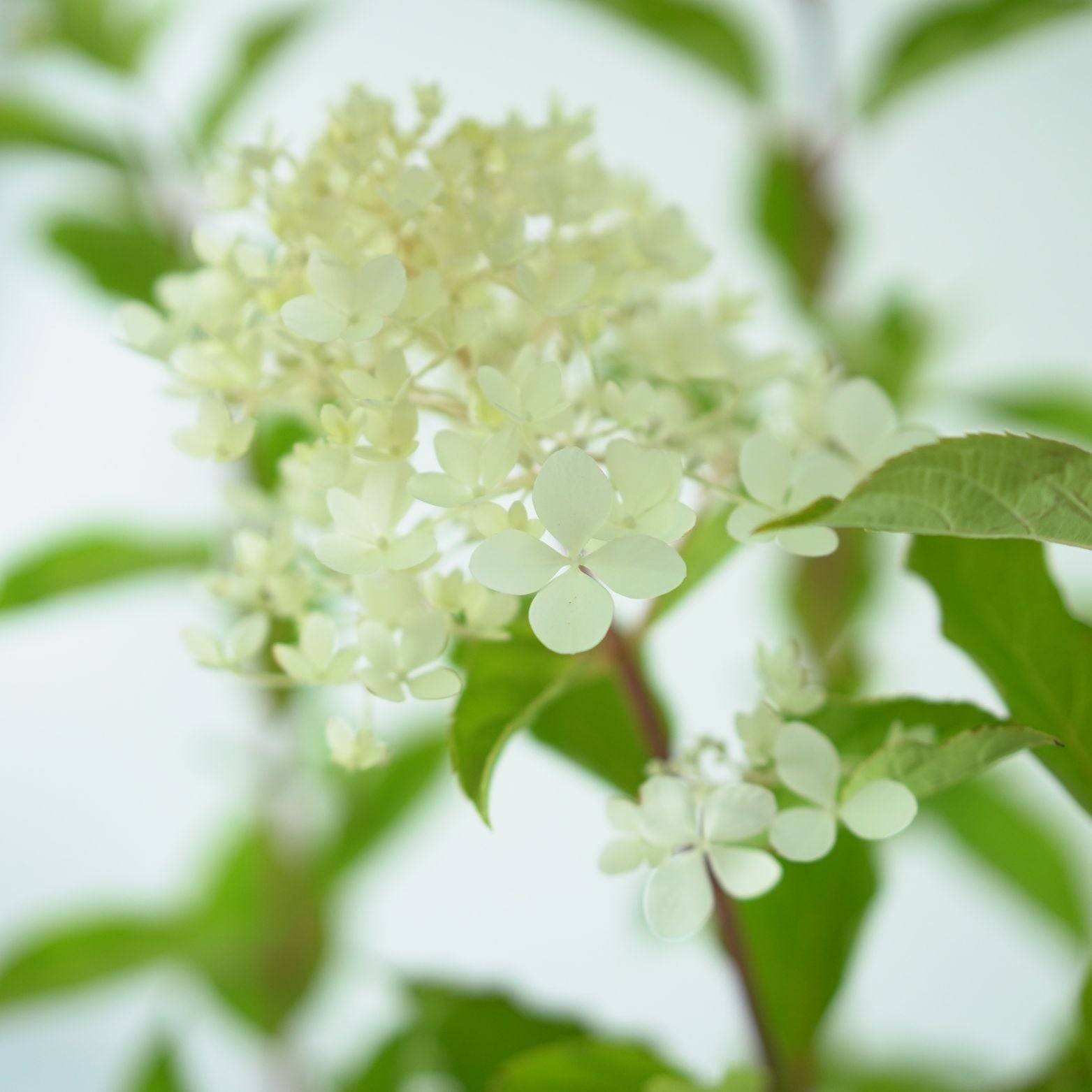HYDRANGEA PANICULATA 'VANILLE FRAISE' Hortensja bukietowa