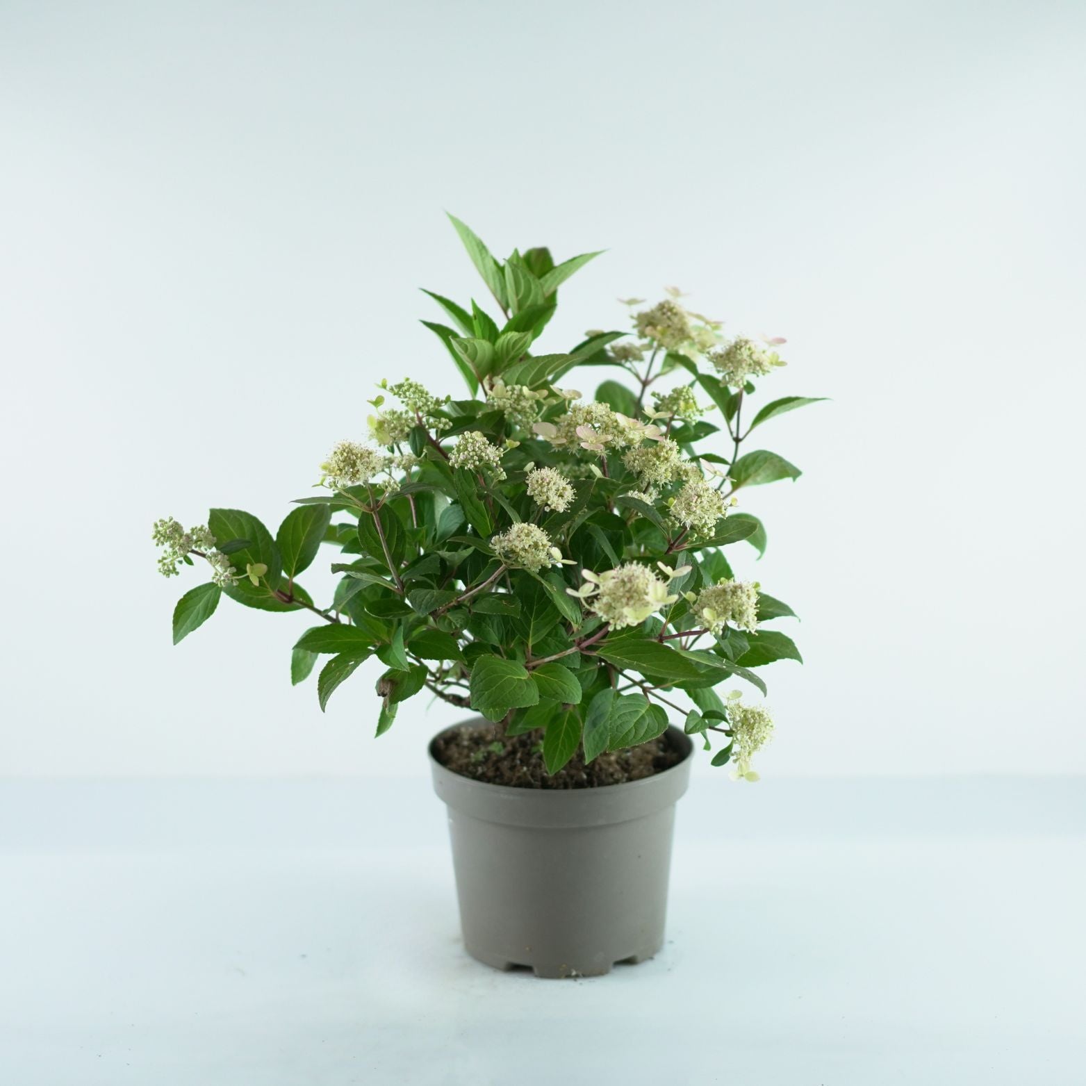 HYDRANGEA PANICULATA 'Early Harry' Hortensja bukietowa