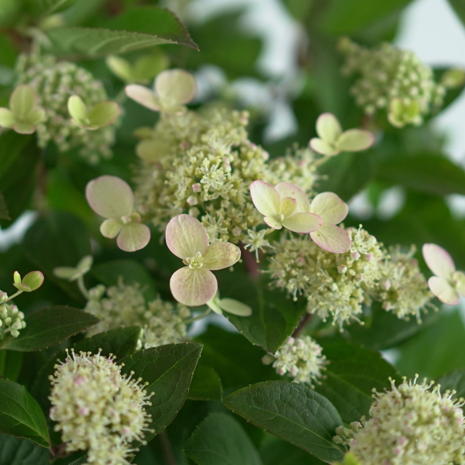 HYDRANGEA PANICULATA 'Early Harry' Hortensja bukietowa