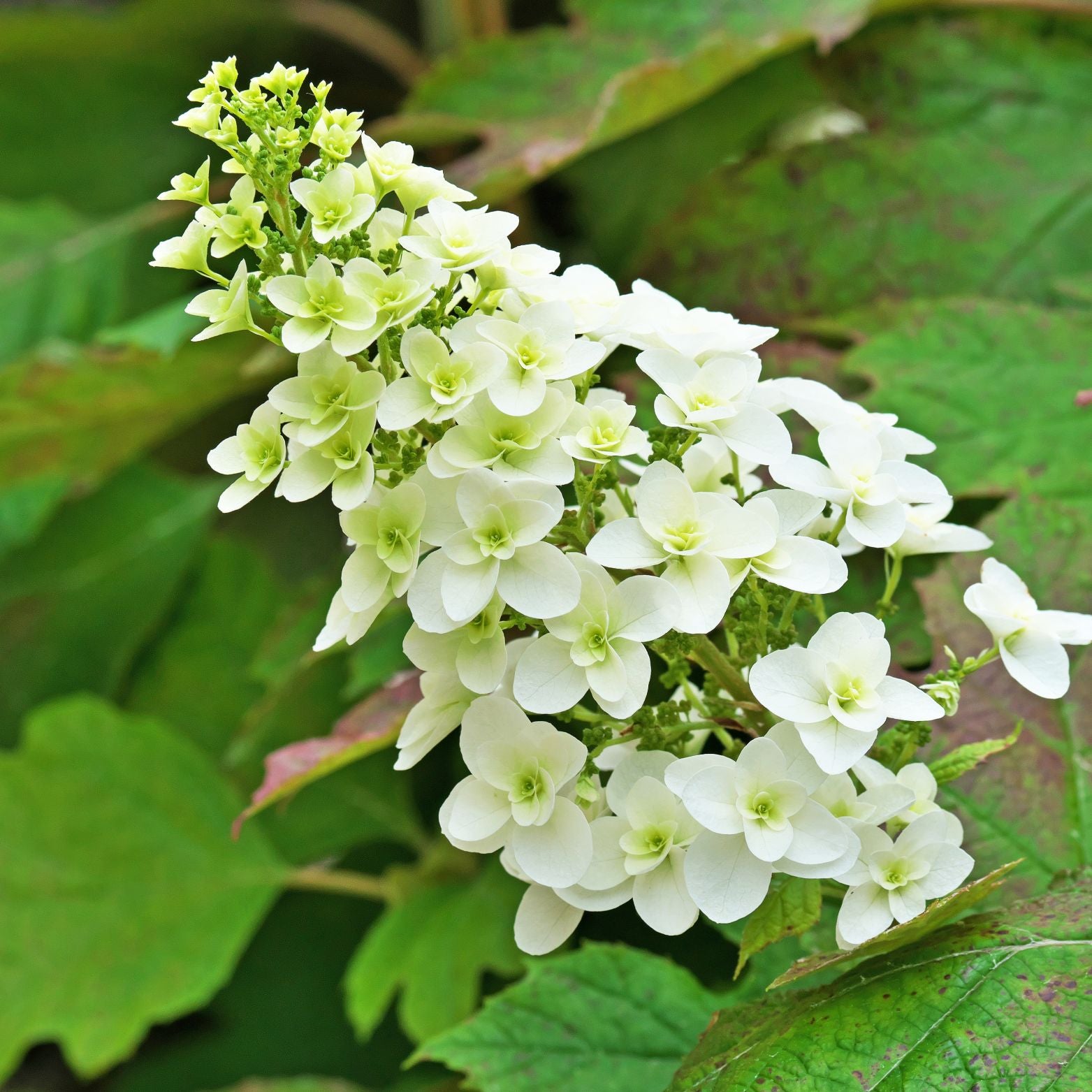 HYDRANGEA QUERCIFOLIA 'Ice Crystal'