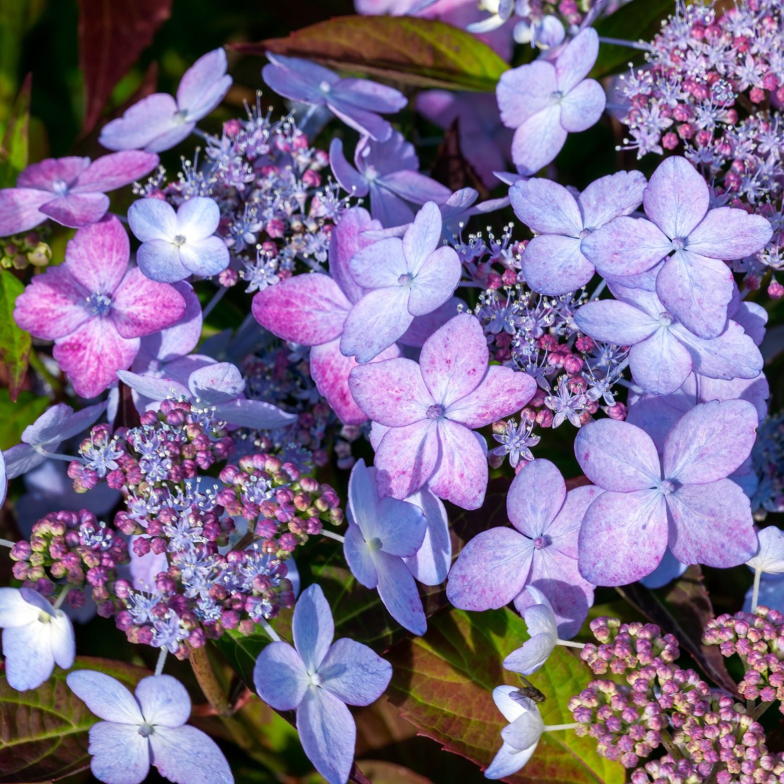 HYDRANGEA SERRATA 'Magic Sunset' Hortensja piłkowana