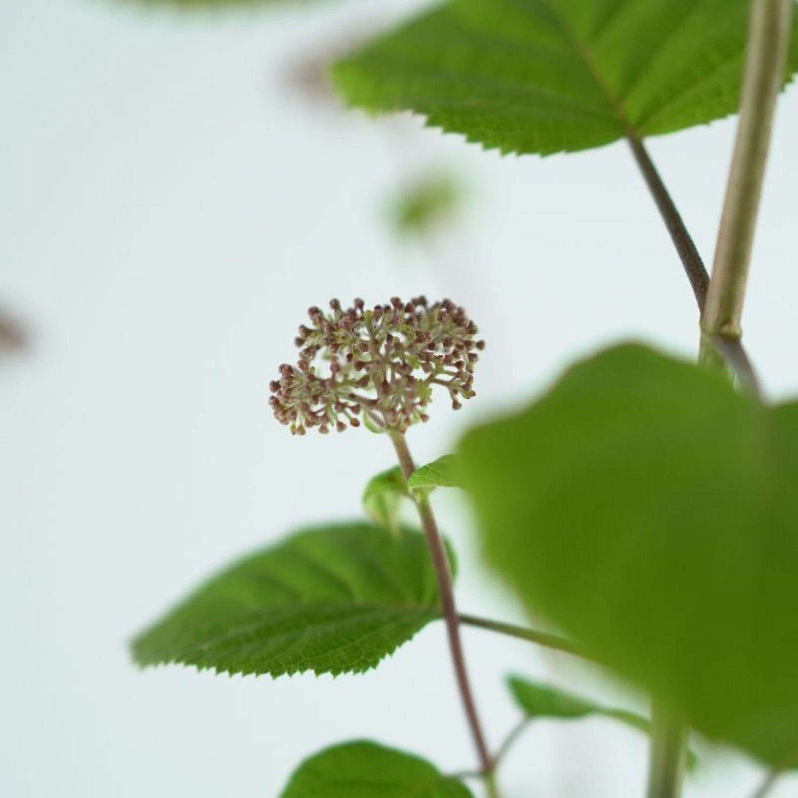 HYDRANGEA ARBORESCENS 'Sweet Annabelle' 