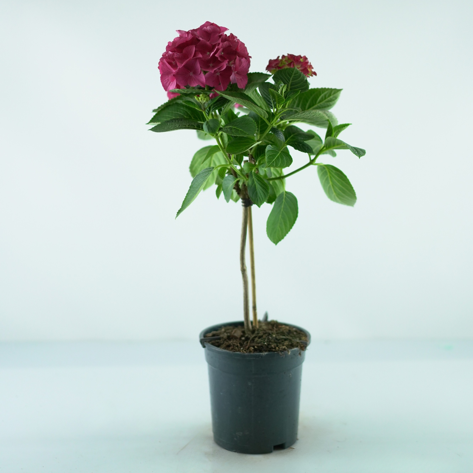 HYDRANGEA MACROPHYLLA Hortensja ogrodowa szczepiona
