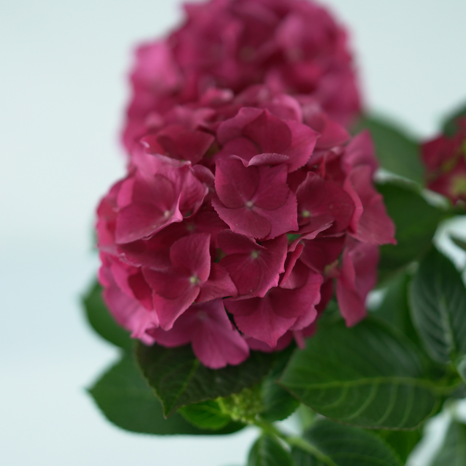HYDRANGEA MACROPHYLLA Hortensja ogrodowa szczepiona