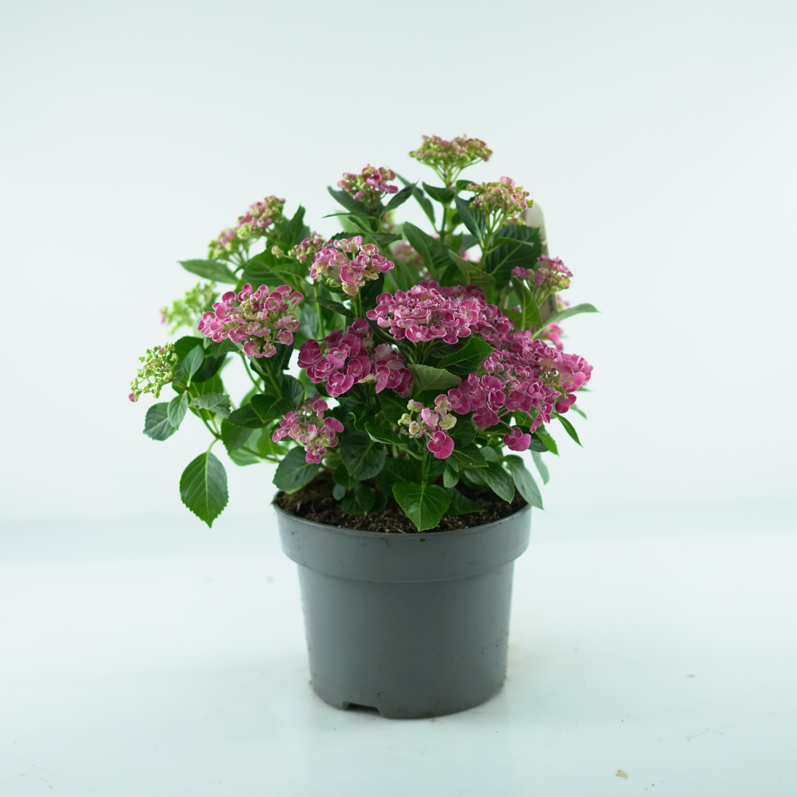 HYDRANGEA MACROPHYLLA 'CURLY WURLY' Hortensja ogrodowa
