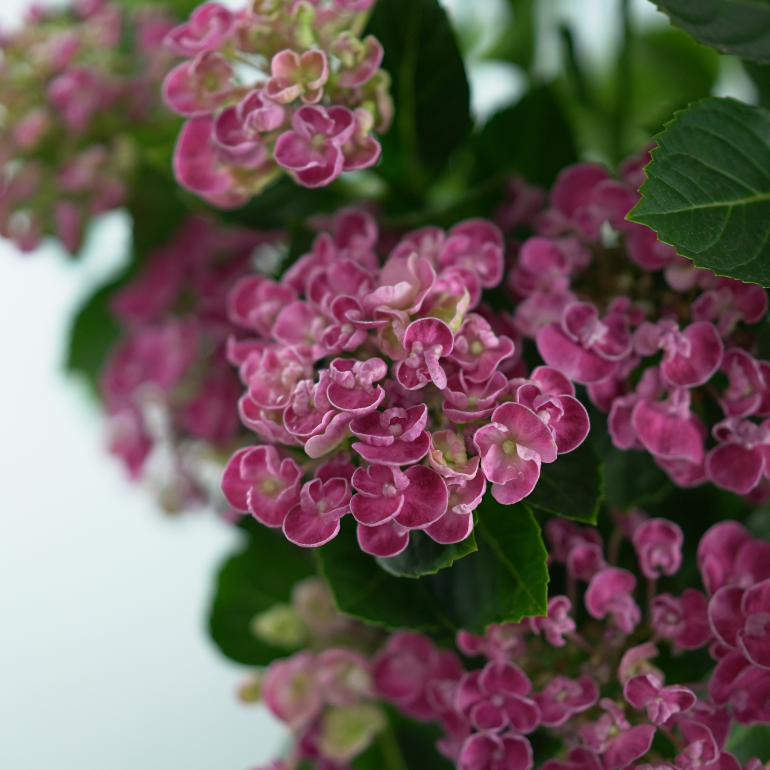 HYDRANGEA MACROPHYLLA 'CURLY WURLY' Hortensja ogrodowa