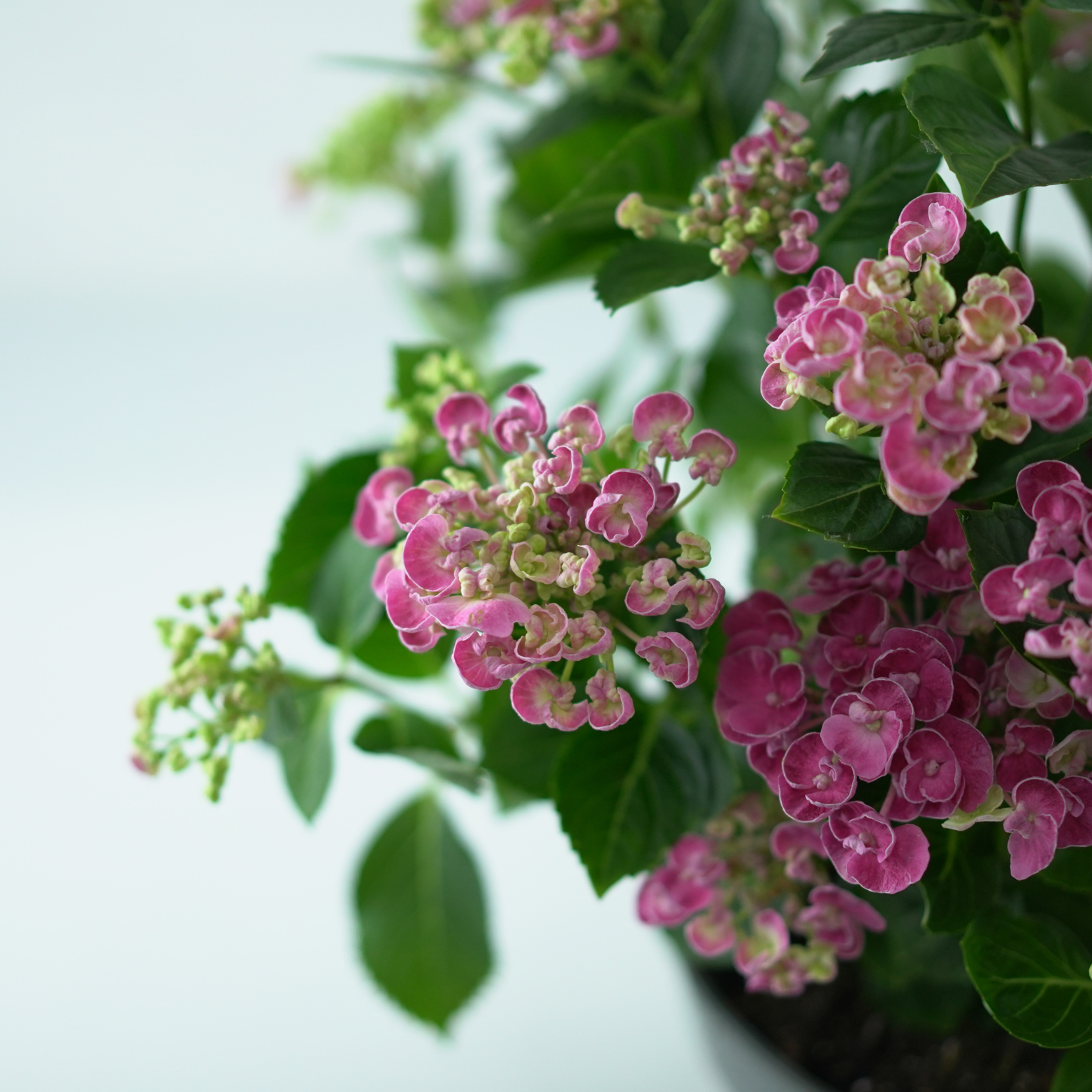 HYDRANGEA MACROPHYLLA 'CURLY WURLY' Hortensja ogrodowa