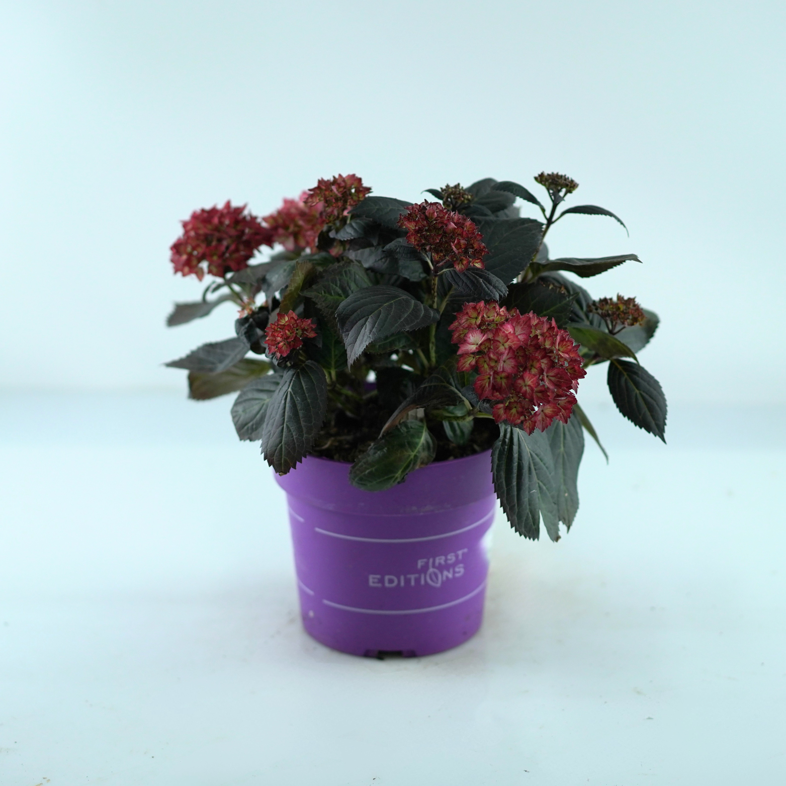 HYDRANGEA MACROPHYLLA 'ECLIPSE' Hortensja ogrodowa