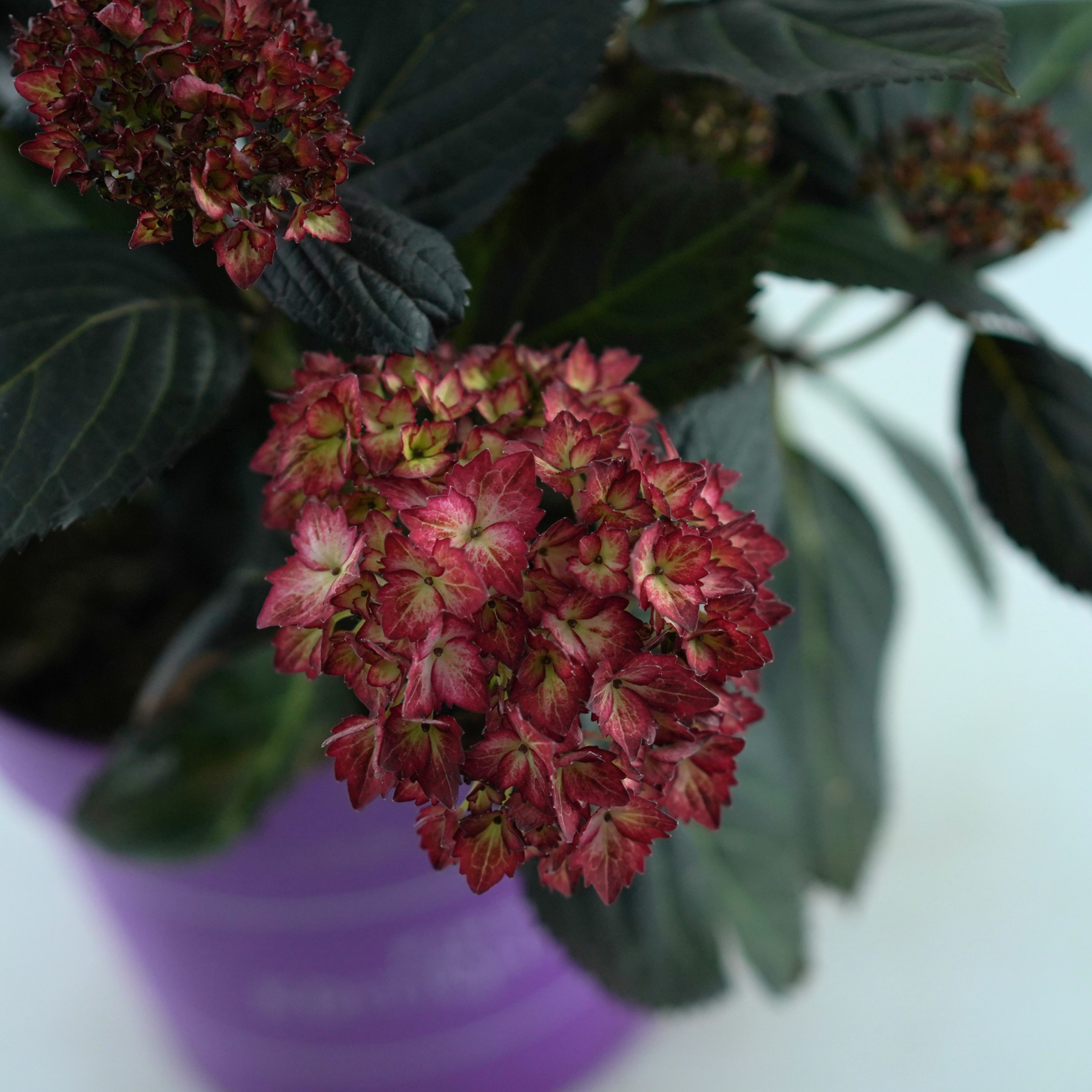 HYDRANGEA MACROPHYLLA 'ECLIPSE' Hortensja ogrodowa