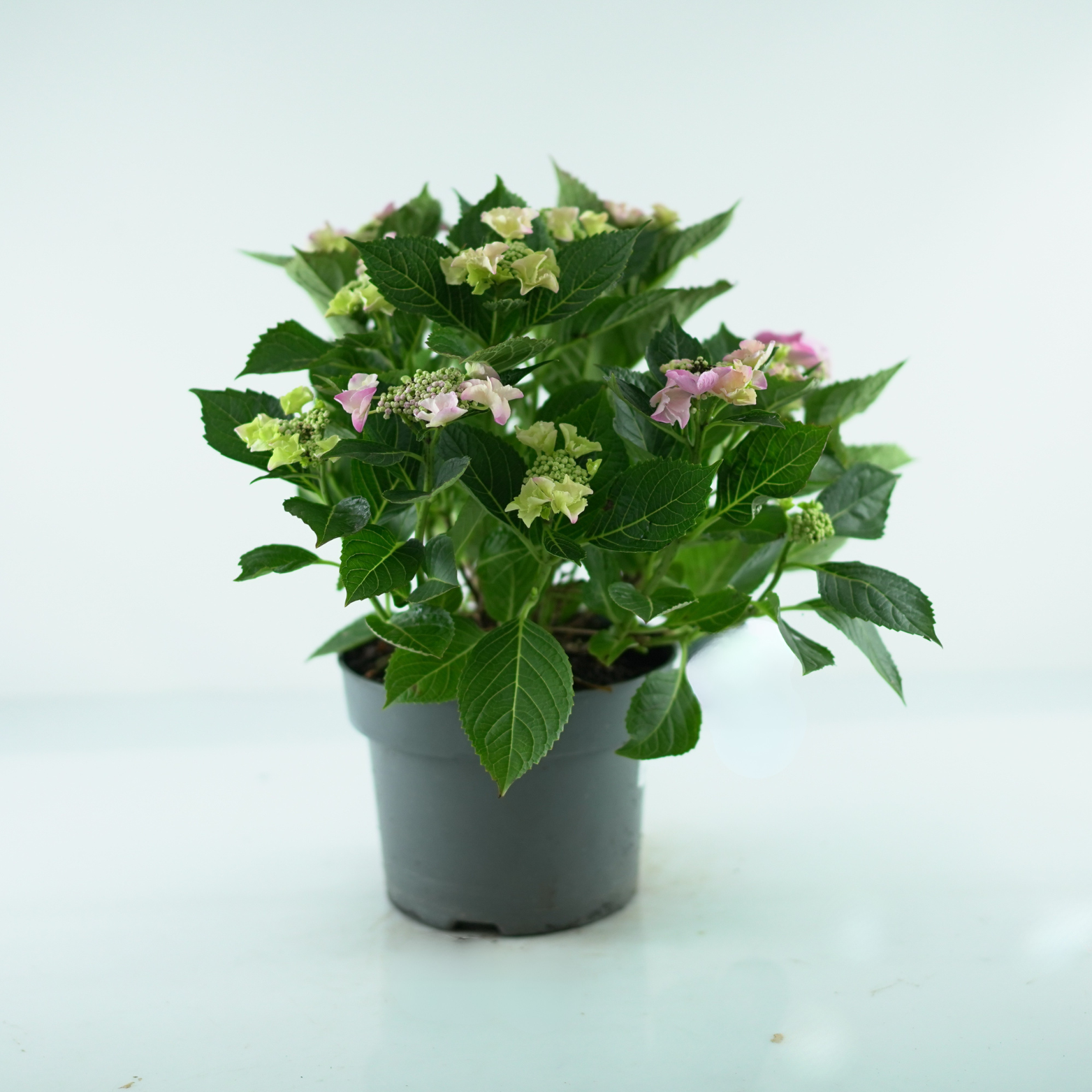 HYDRANGEA MACROPHYLLA 'LACECAP' Hortensja ogrodowa