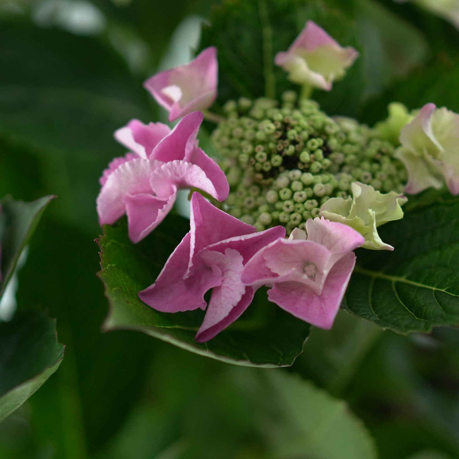 HYDRANGEA MACROPHYLLA 'LACECAP' Hortensja ogrodowa