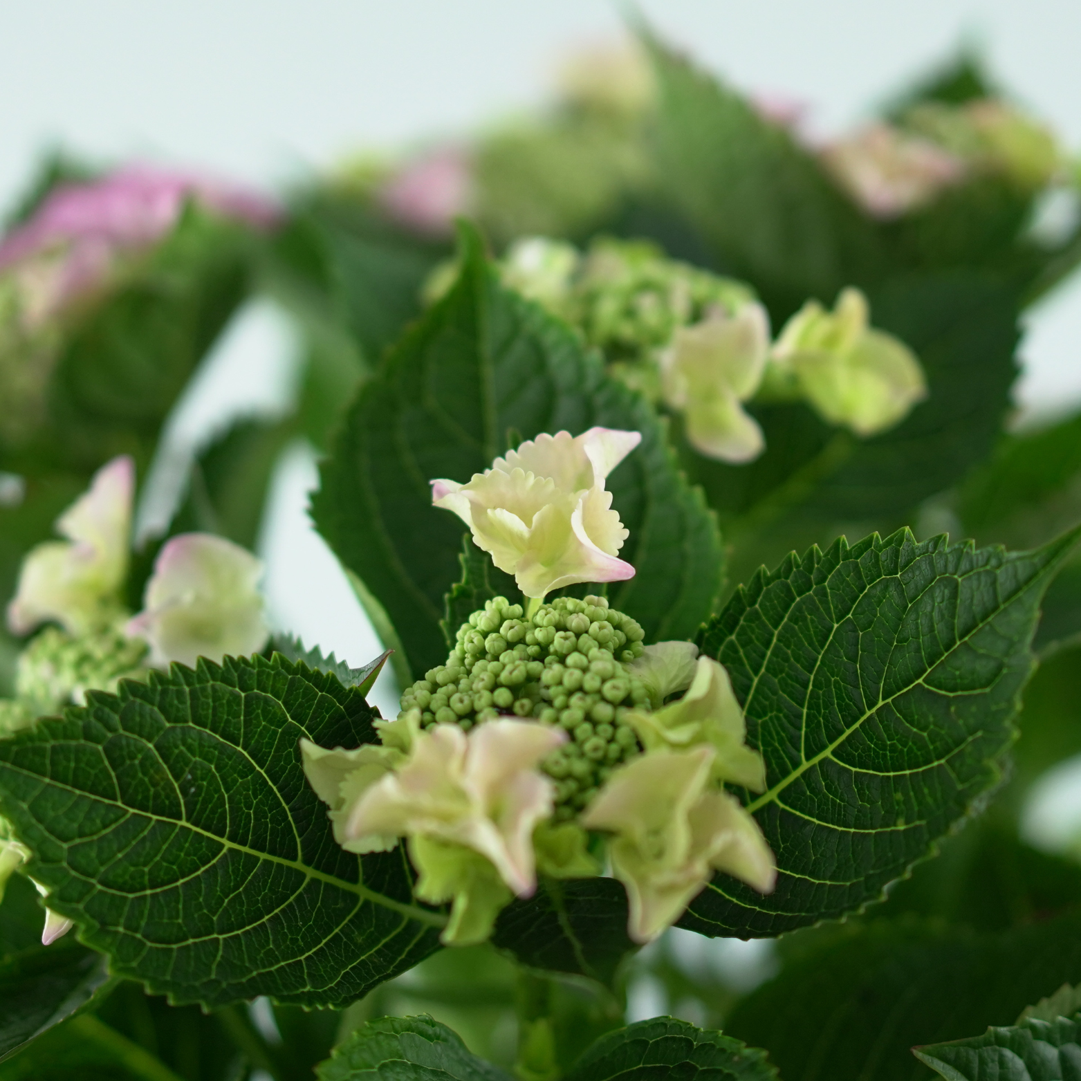 HYDRANGEA MACROPHYLLA 'LACECAP' Hortensja ogrodowa