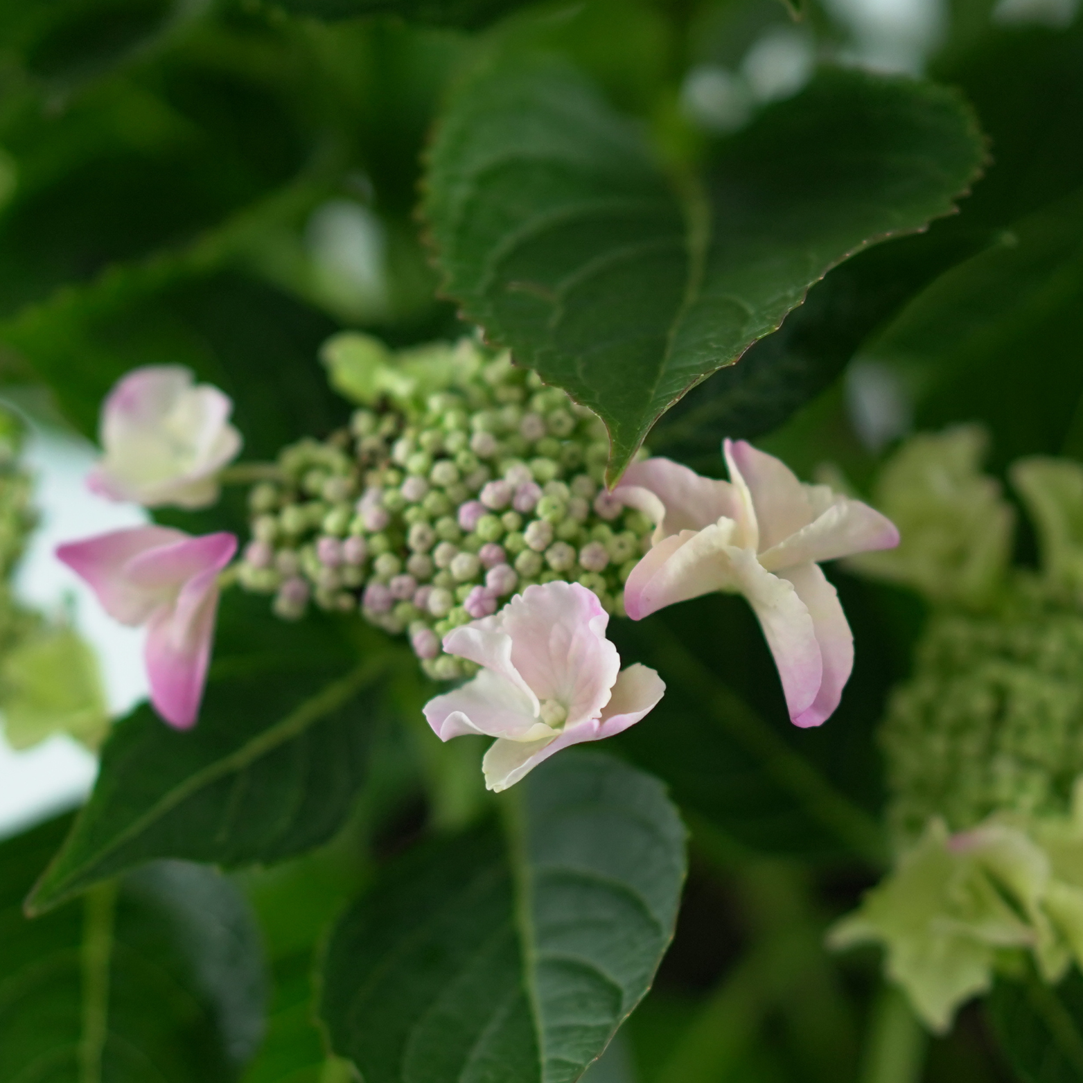 HYDRANGEA MACROPHYLLA 'LACECAP' Hortensja ogrodowa