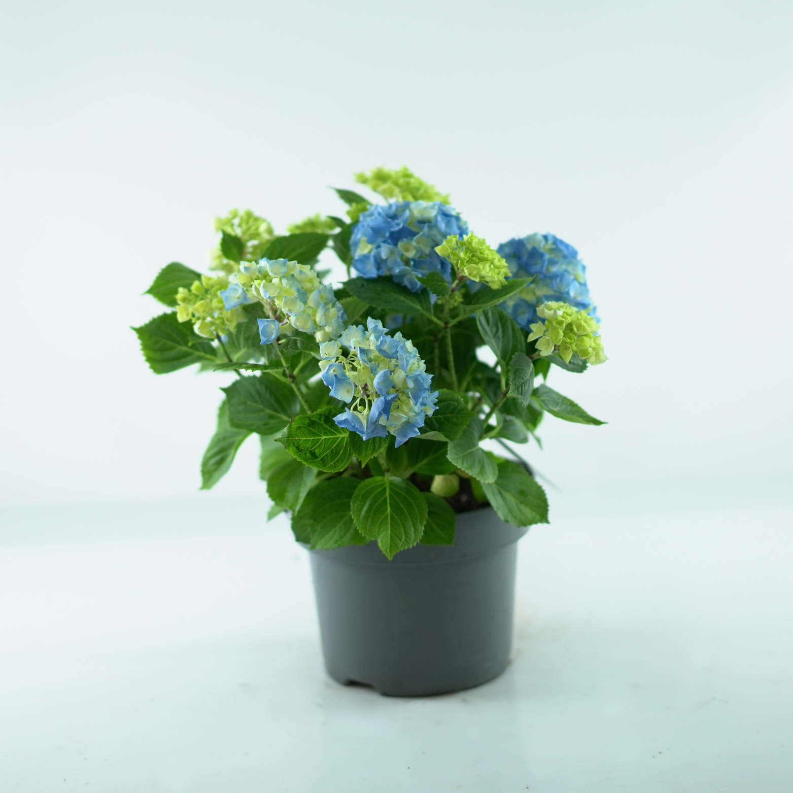 HYDRANGEA MACROPHYLLA 'MOPHEAD' Hortensja ogrodowa