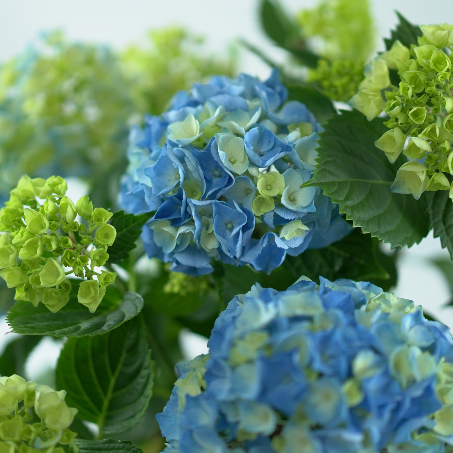 HYDRANGEA MACROPHYLLA 'MOPHEAD' Hortensja ogrodowa