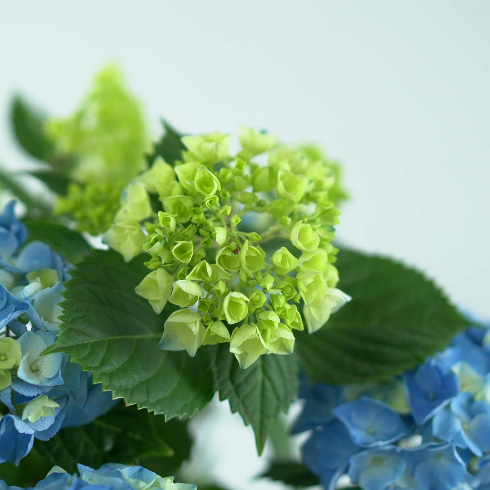 HYDRANGEA MACROPHYLLA 'MOPHEAD' Hortensja ogrodowa